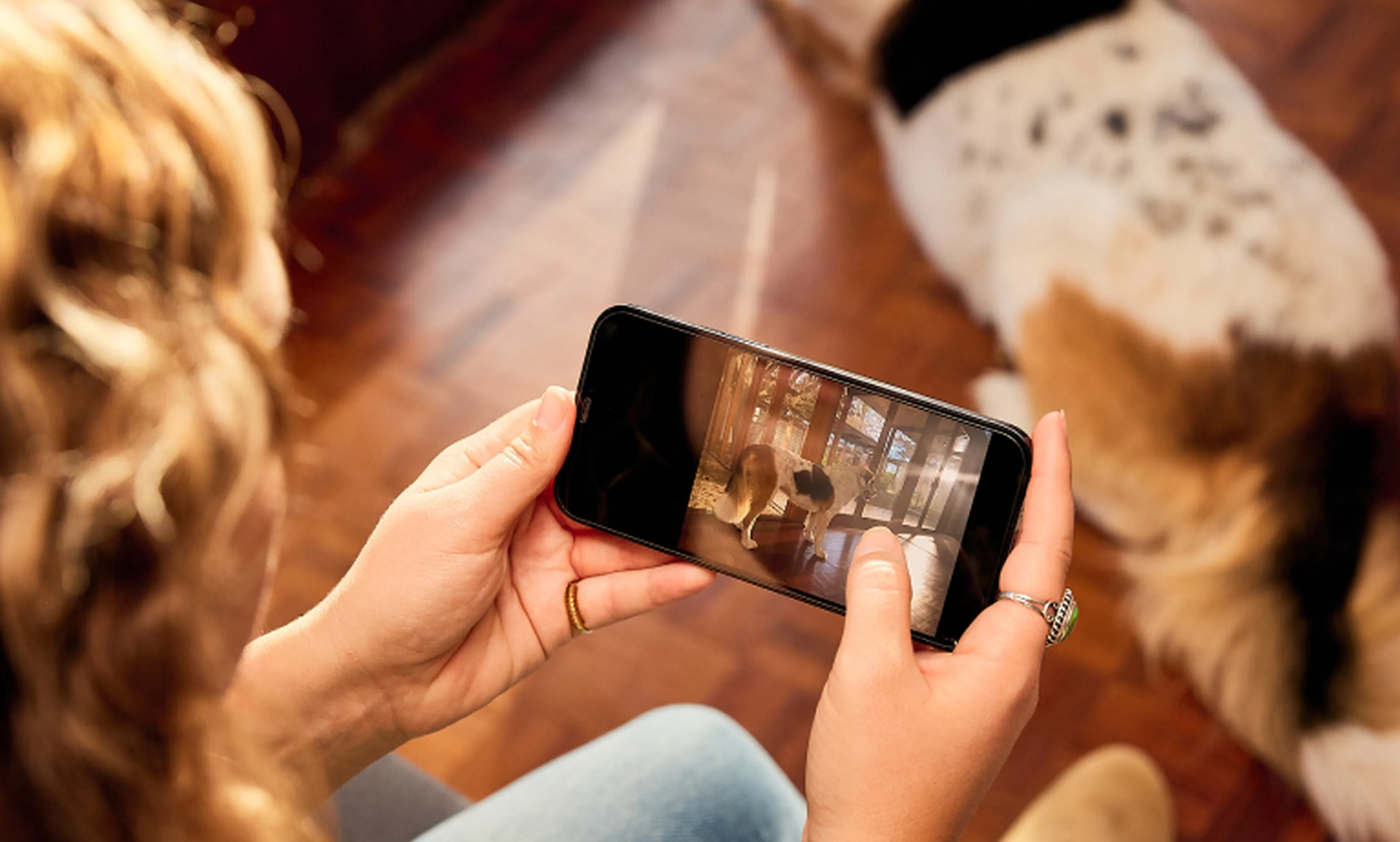 Person capturing a photo of a dog on a smartphone to send in for an Ollie health screening. Person is sitting on a wooden floor next to a large dog lying down.