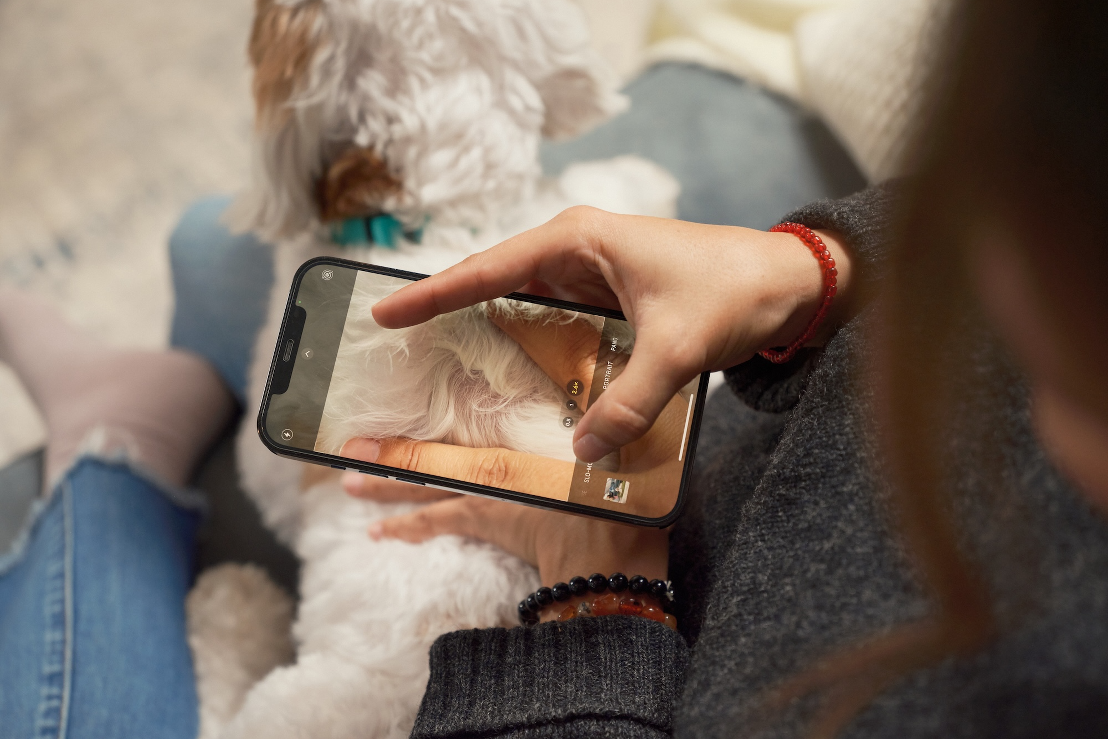 Person taking a close-up photo of a small white dog using a smartphone, with the dog sitting on their lap to submit for an Ollie Skin & Coat Screening.