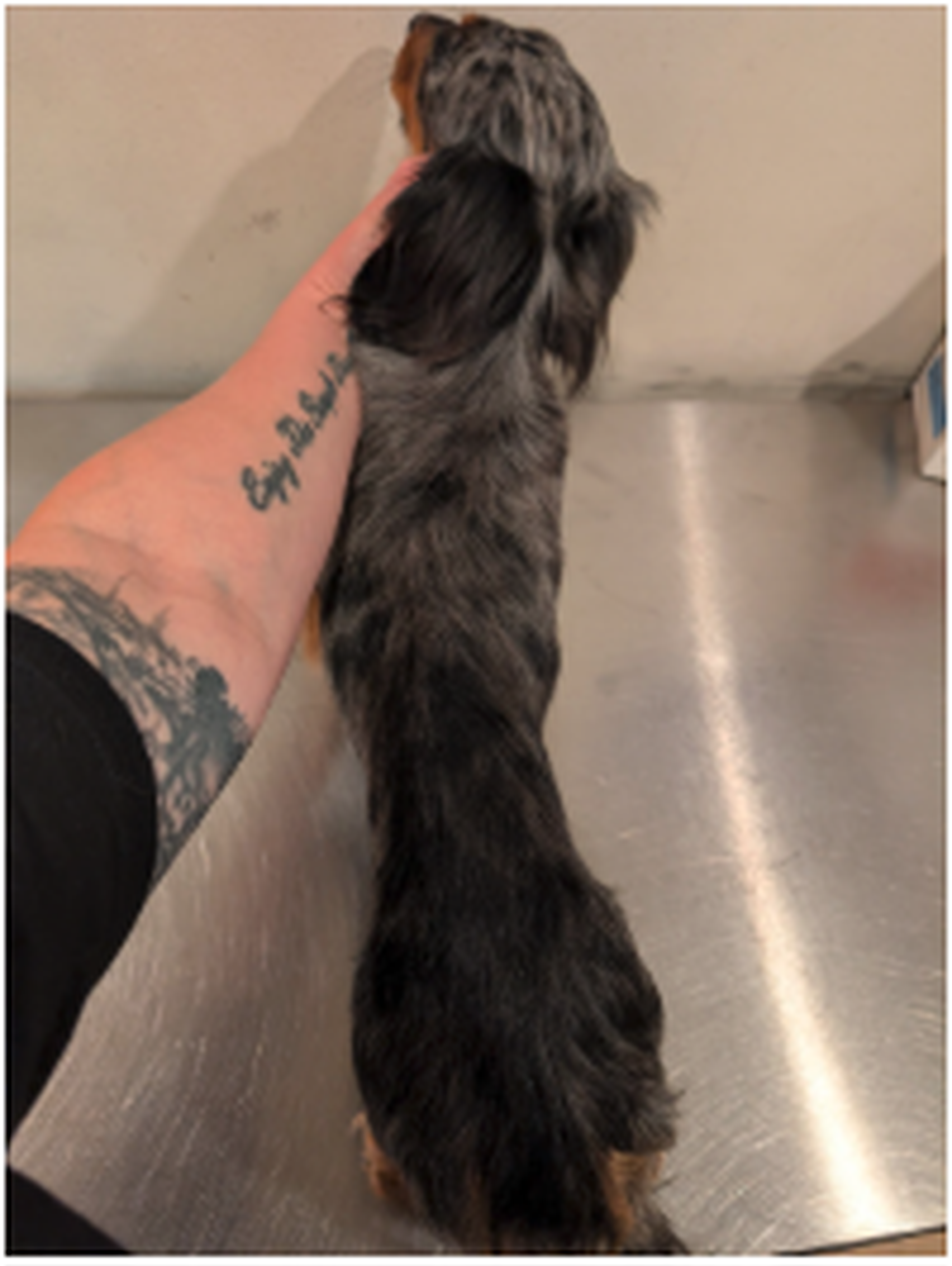 A person with a tattooed arm holds a small, long-haired dog with a speckled coat on a stainless steel surface.