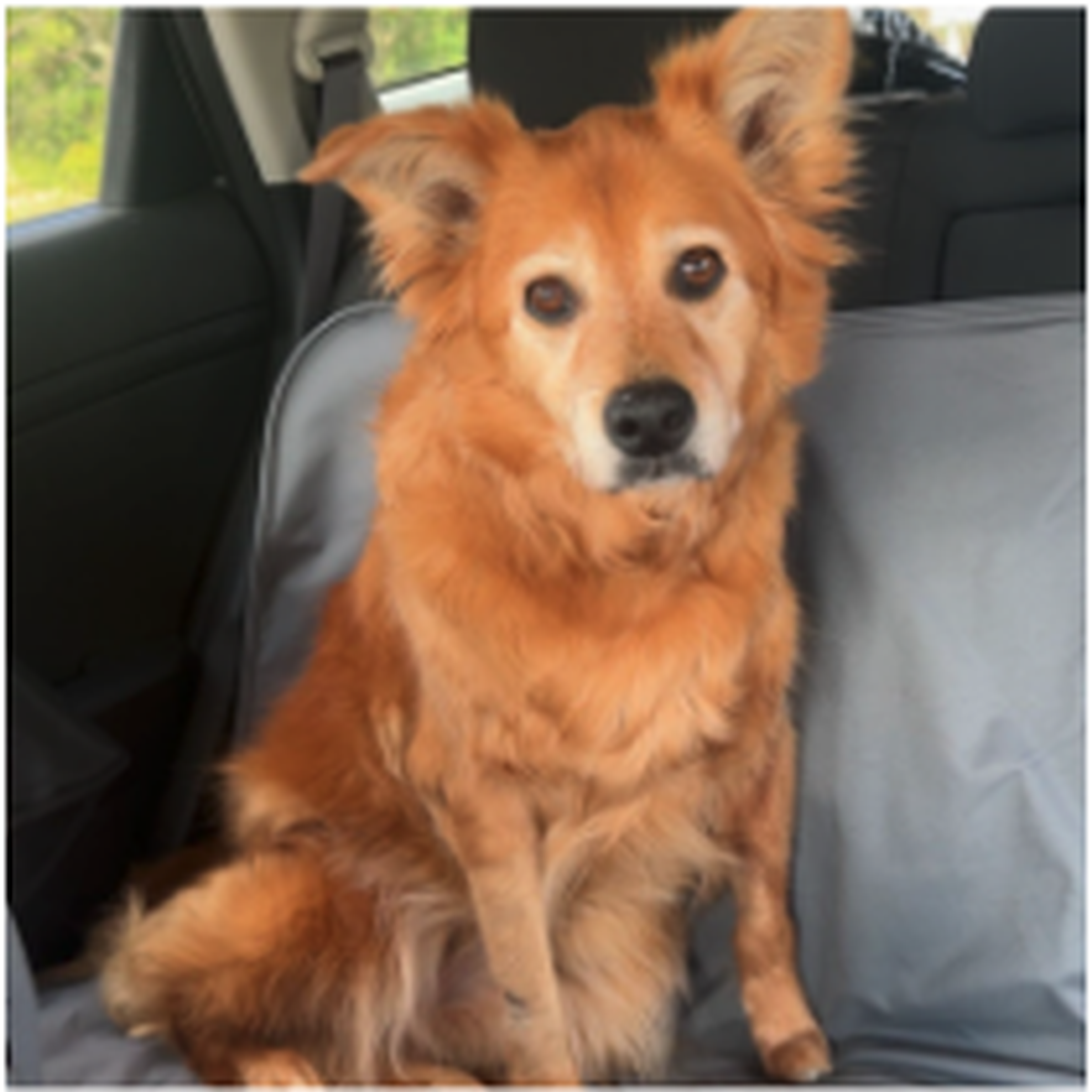 Fluffy brown dog sitting on a gray car seat cover, looking at the camera with alert ears.