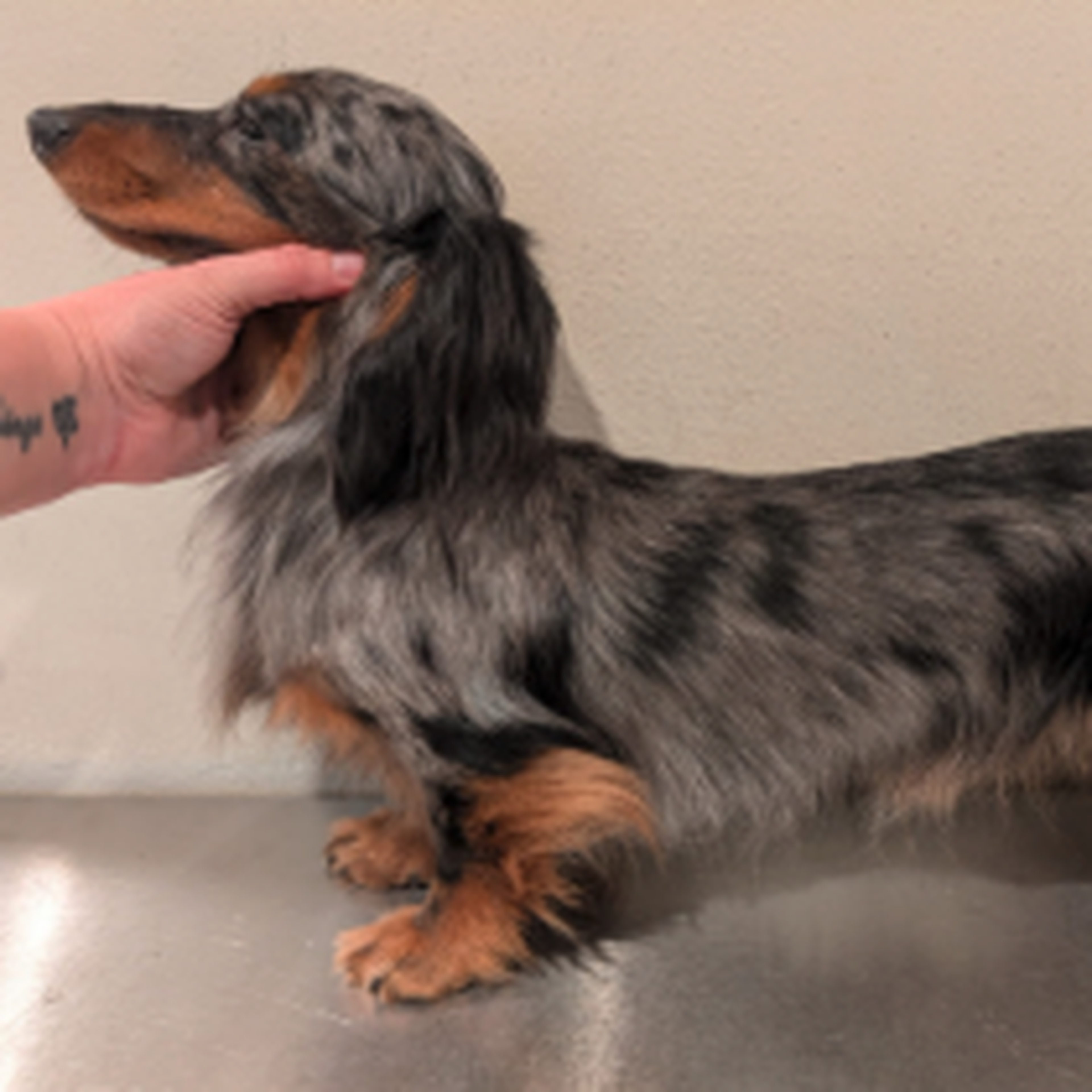 A long-haired dachshund with a dappled gray and black coat stands on a table, while a hand gently holds its head.
