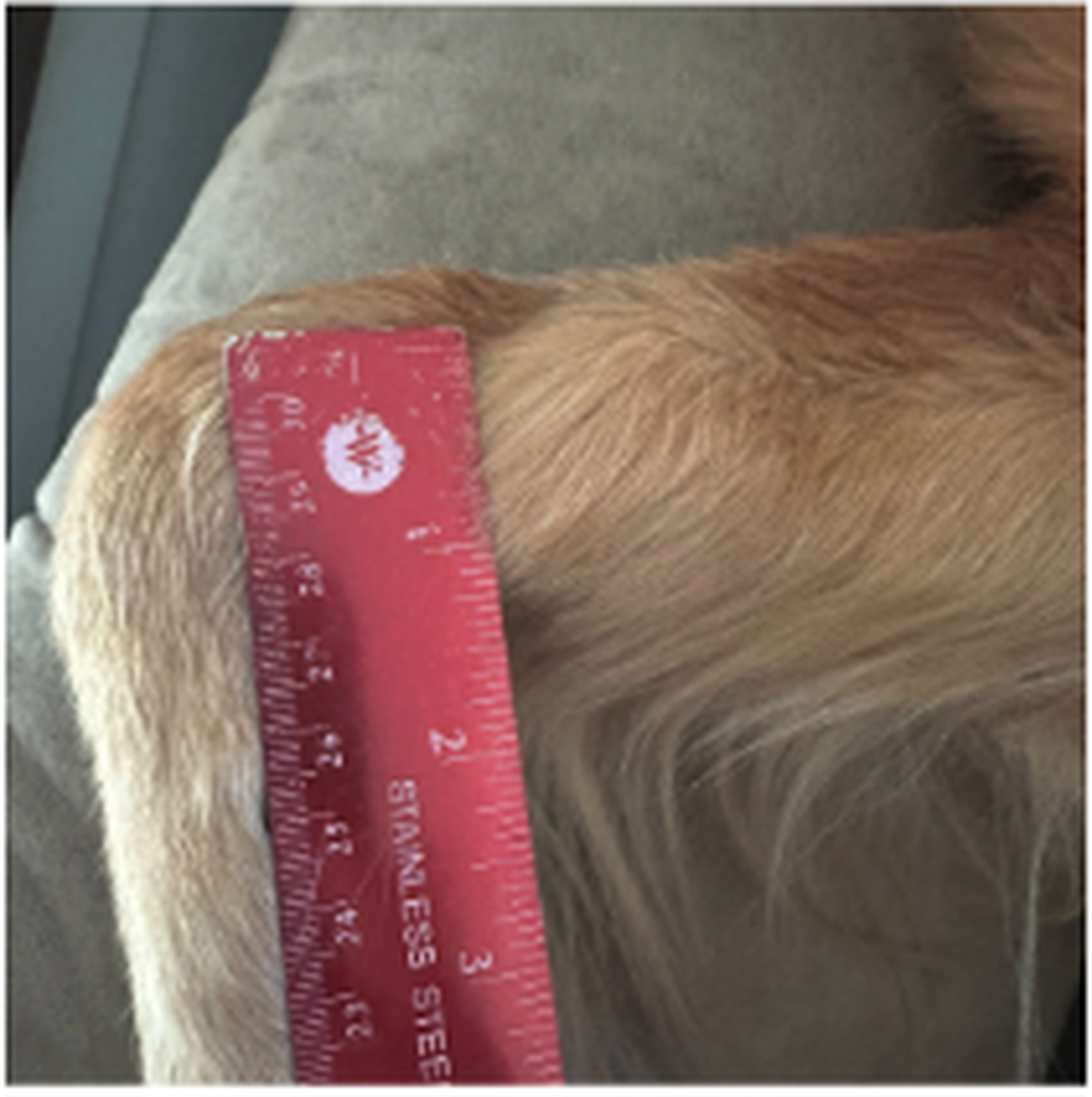 Close-up of a red ruler measuring the length of a dog's light brown fur on a couch.