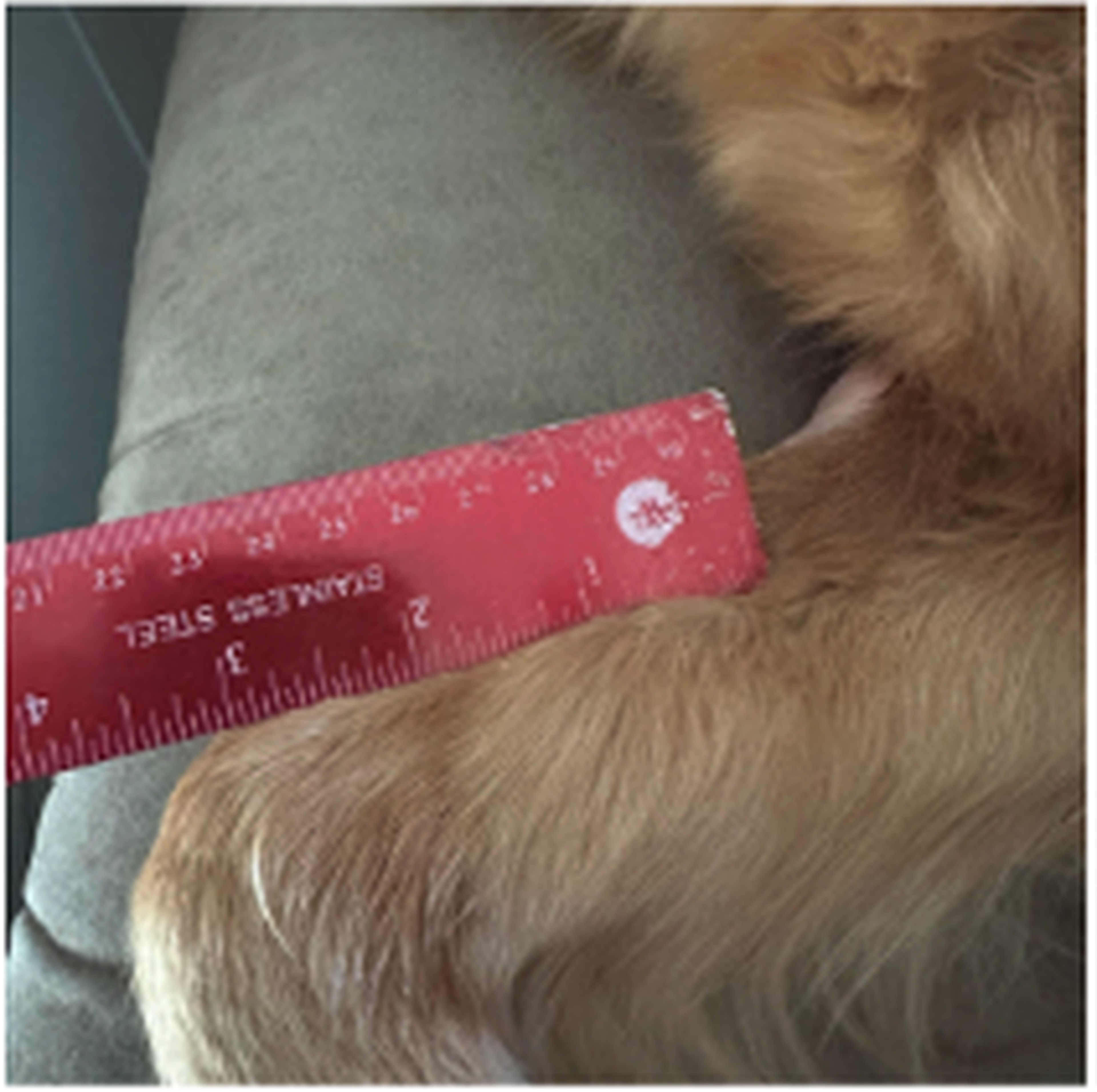 A red ruler measuring the length of a dog's light brown fur on a couch.
