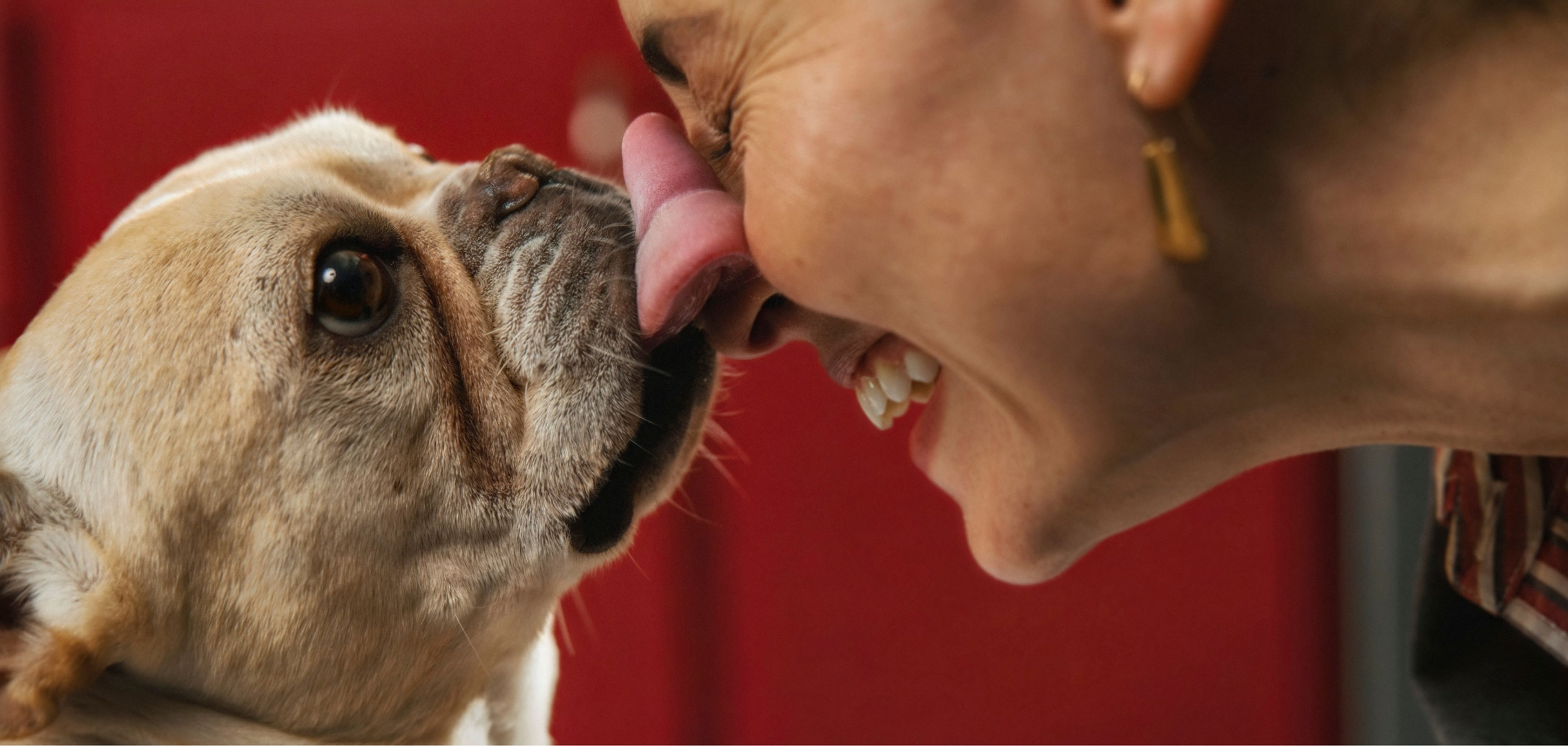 A close-up of a person laughing as a French bulldog licks their nose, set against a red background.