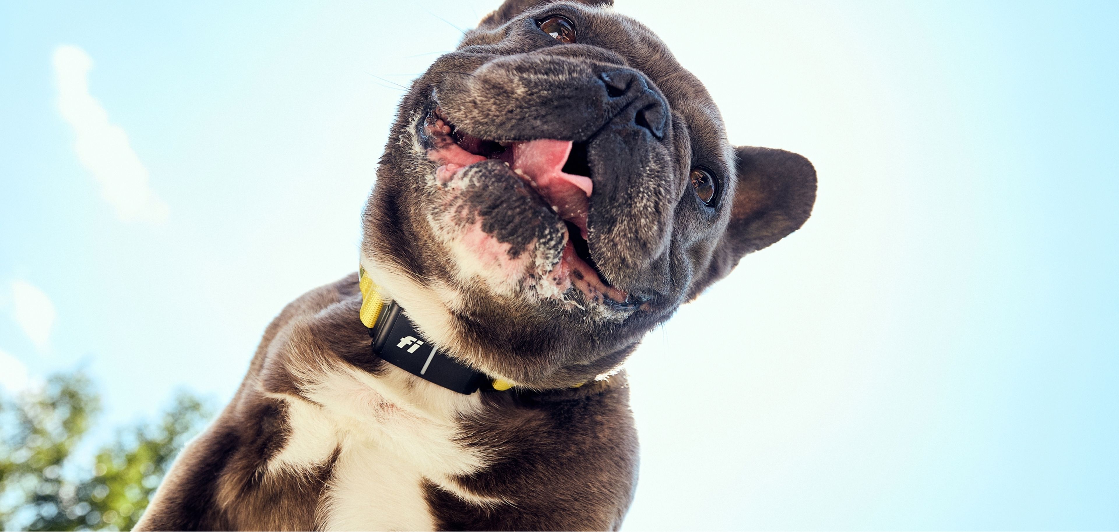 Smiling bulldog with a black collar looks into the camera against a clear blue sky background.