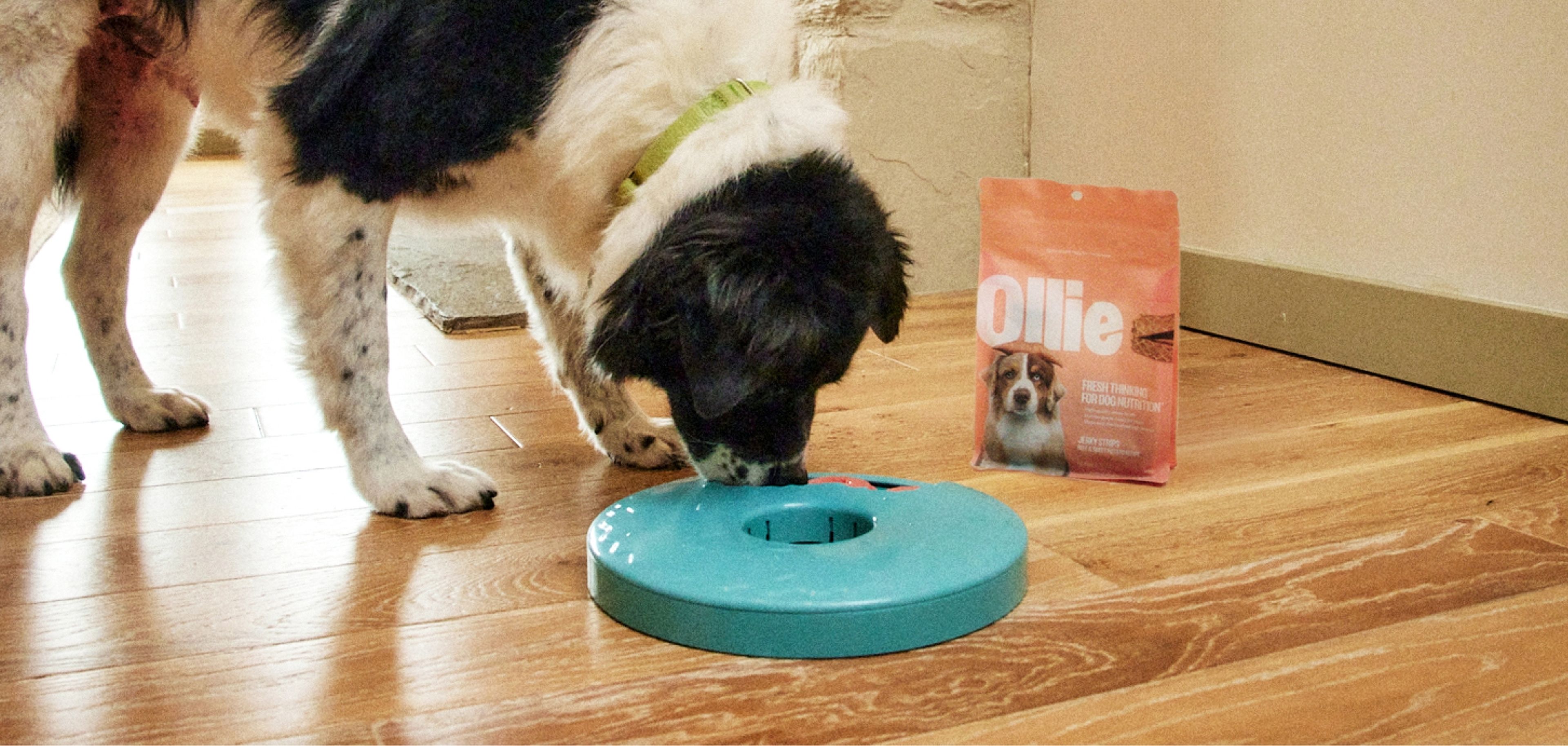 A black and white dog with a green collar sniffs a blue interactive feeding toy on a wooden floor, next to a bag of Ollie dog food.