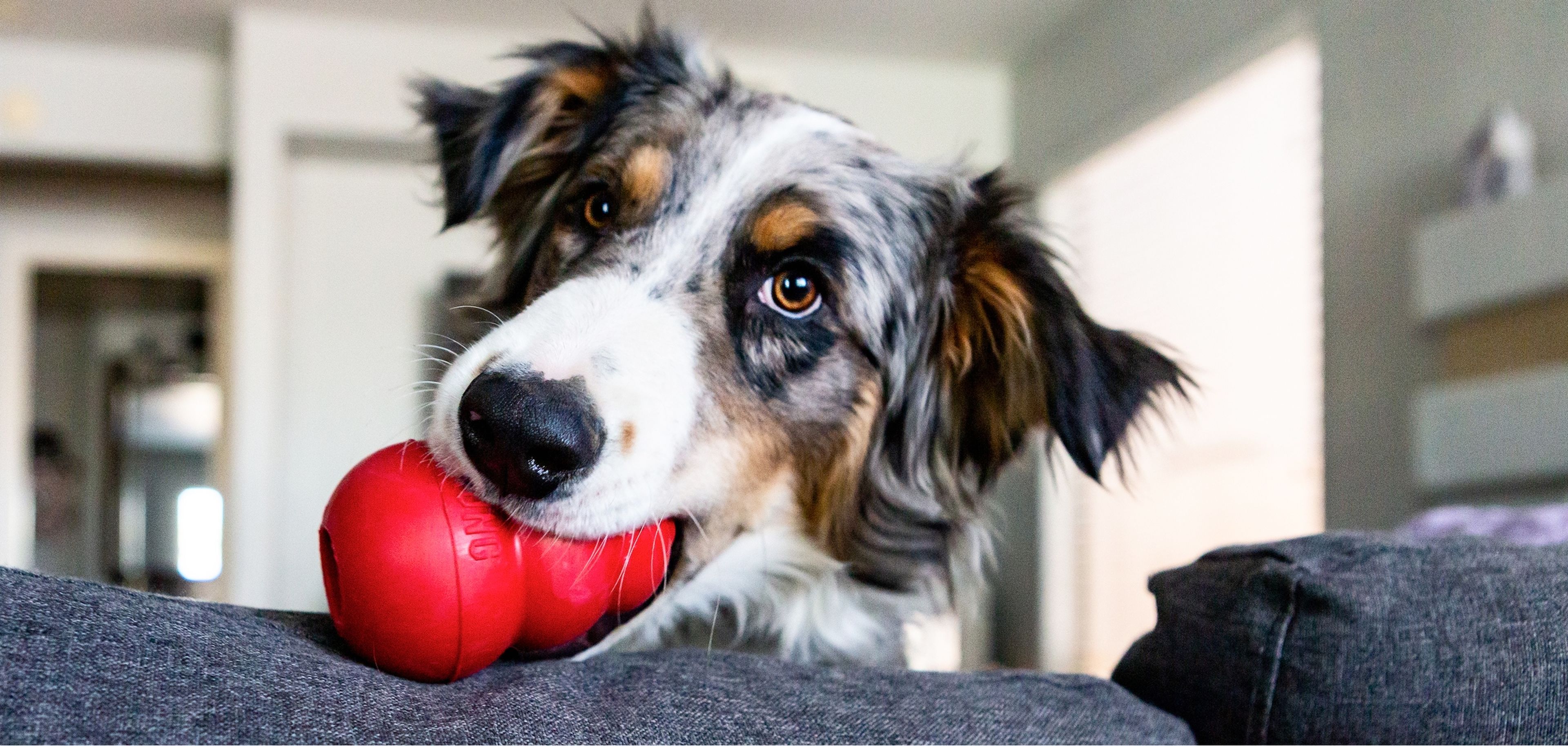Dog with blue merle coat playfully chewing a red toy, head resting on a gray couch back, indoors.