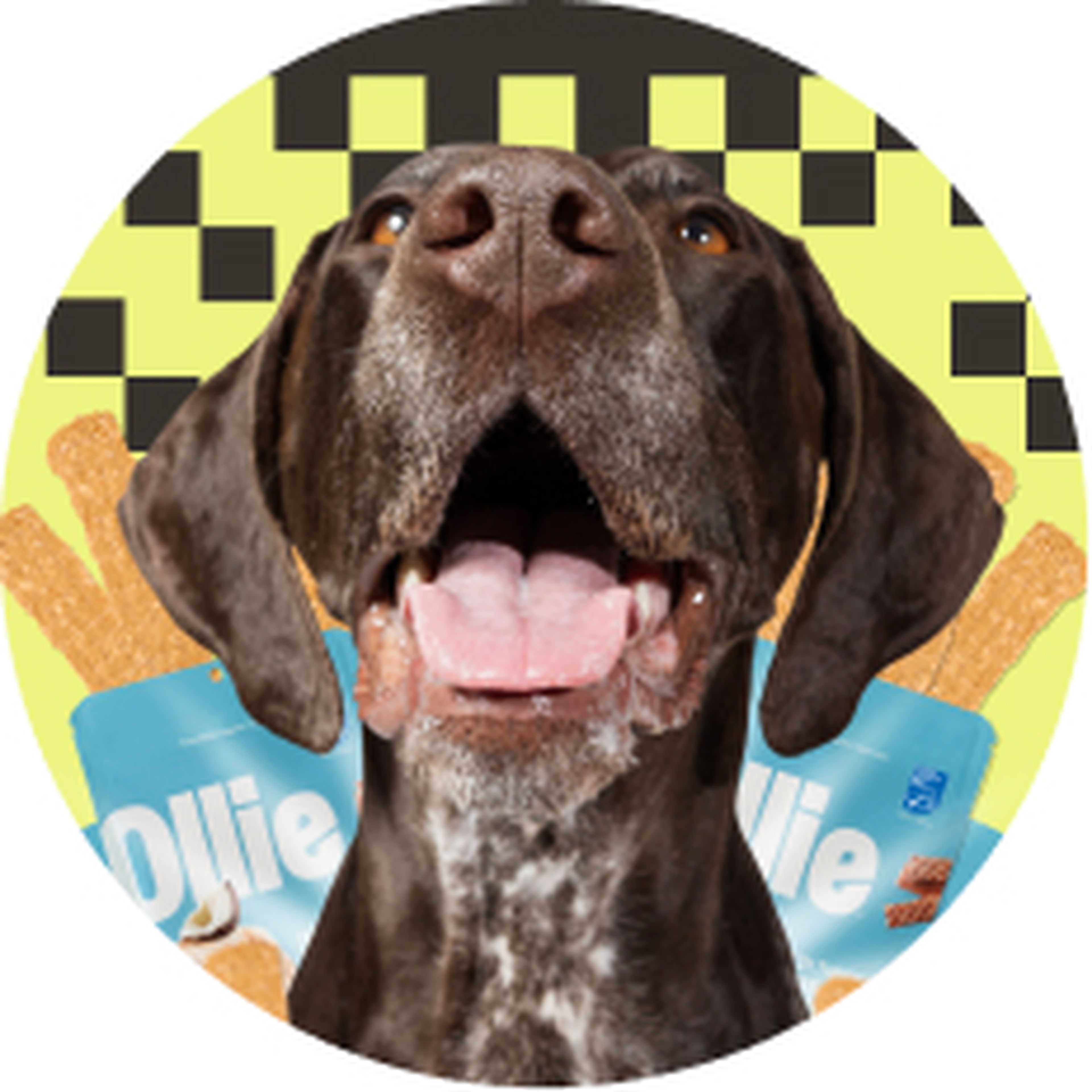 Image of dog face with salmon treats on either side with pixel looking visual motif