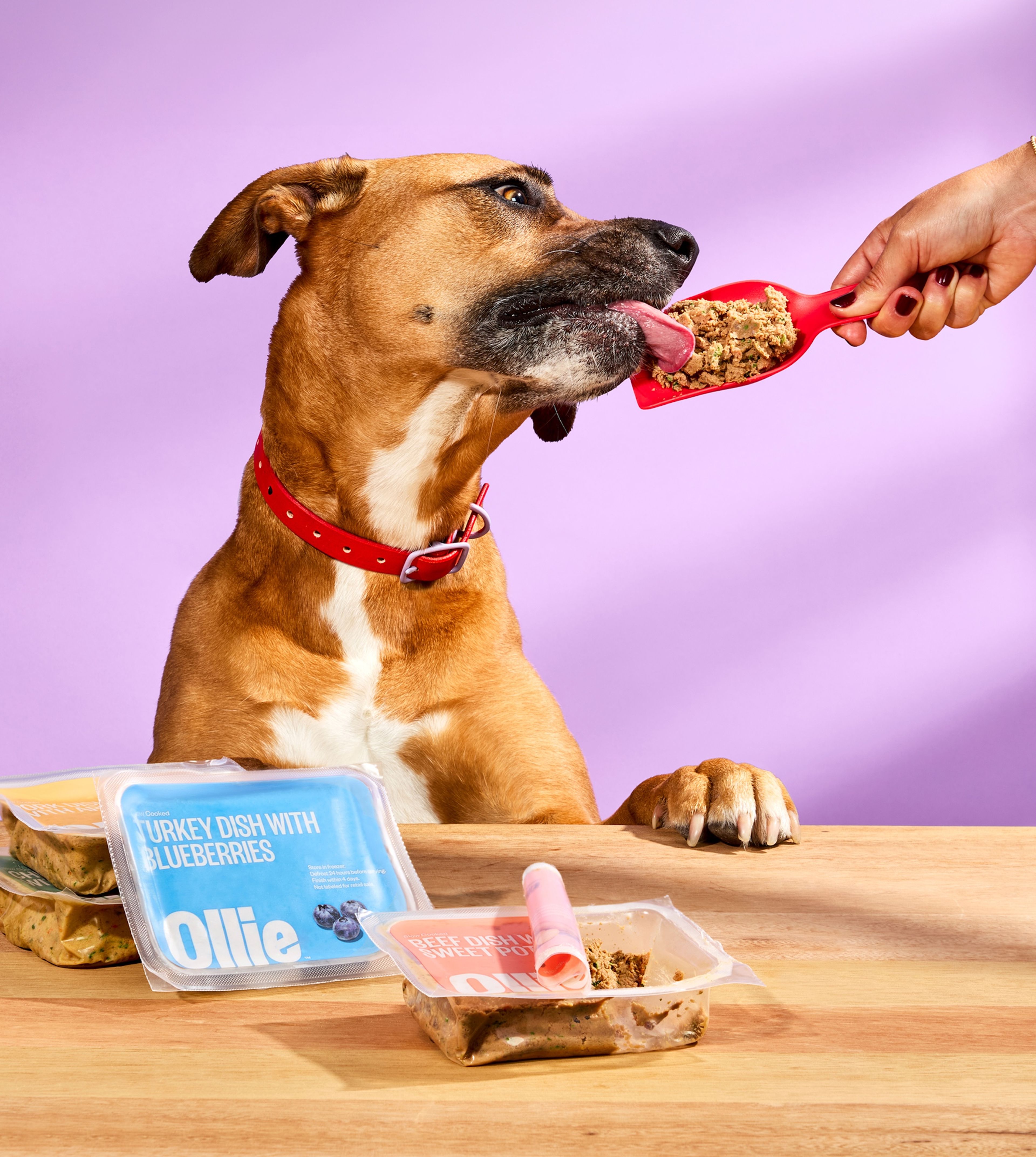 A dog with a red collar licks food from a red scoop on a wooden table with packaged meals in the foreground and a purple background.