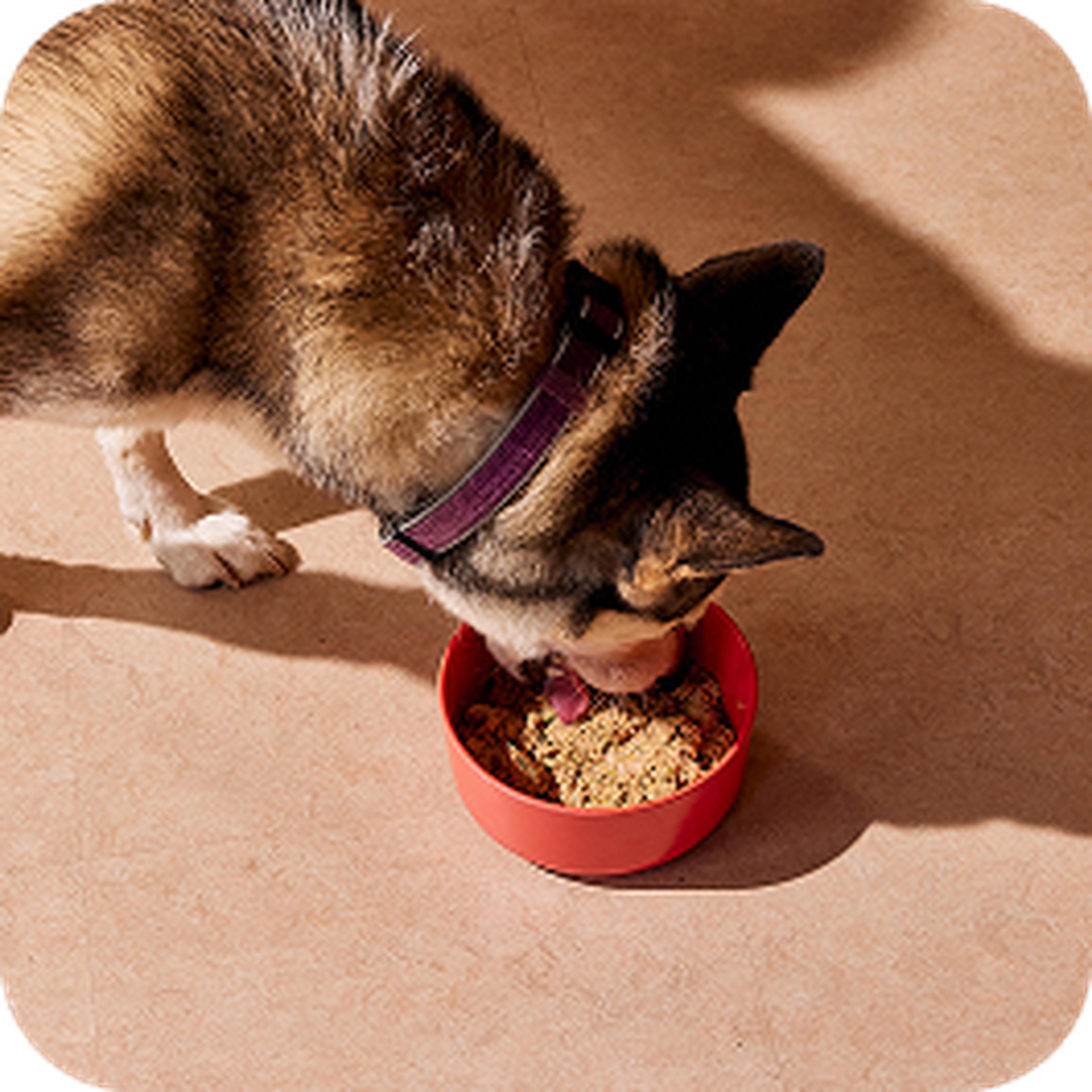 Dog wearing a purple collar eating from a red bowl on a tiled floor, with sunlight casting shadows around.