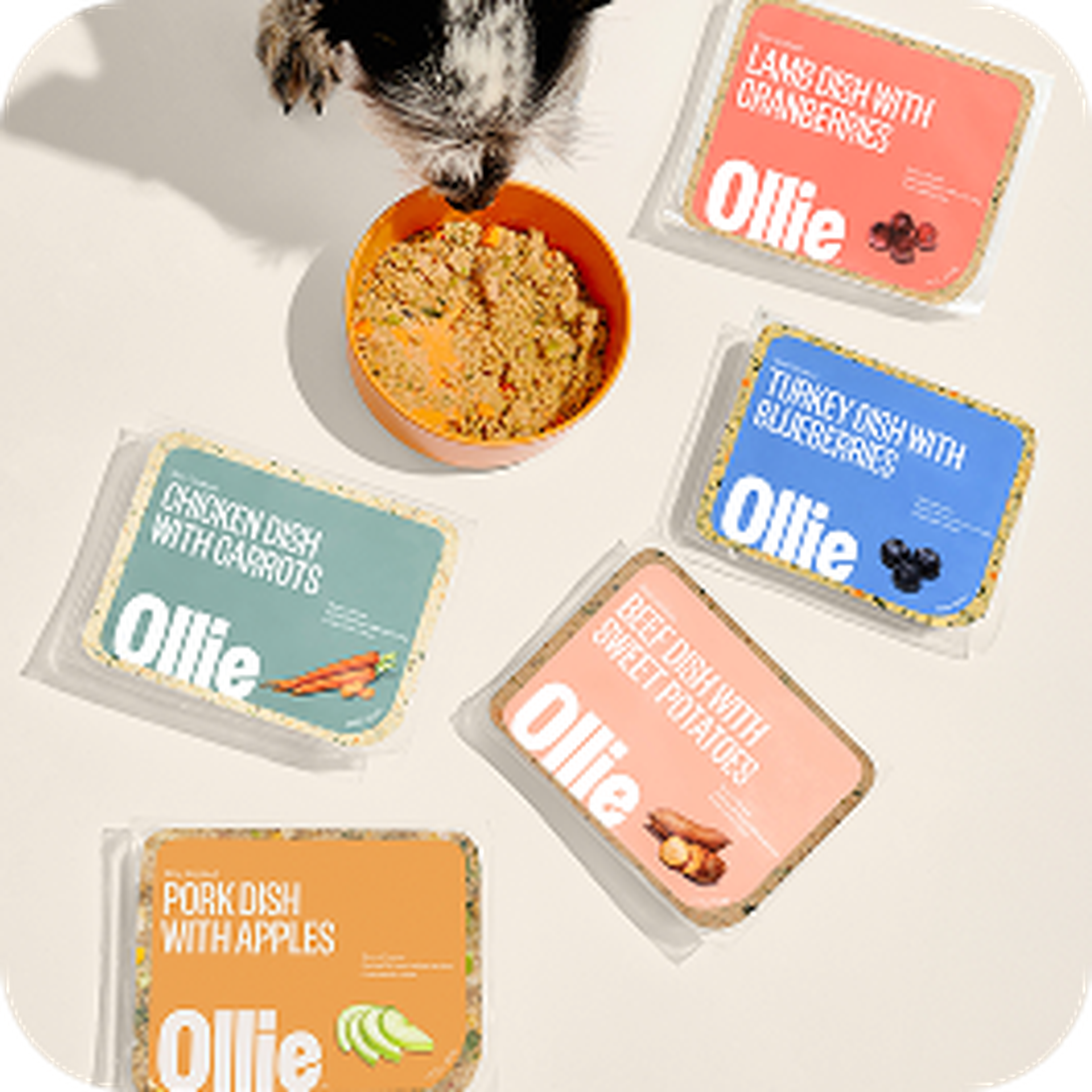 Dog eating from a bowl next to five Ollie dog food packs labeled with different flavors including turkey, lamb, chicken, beef, and pork.