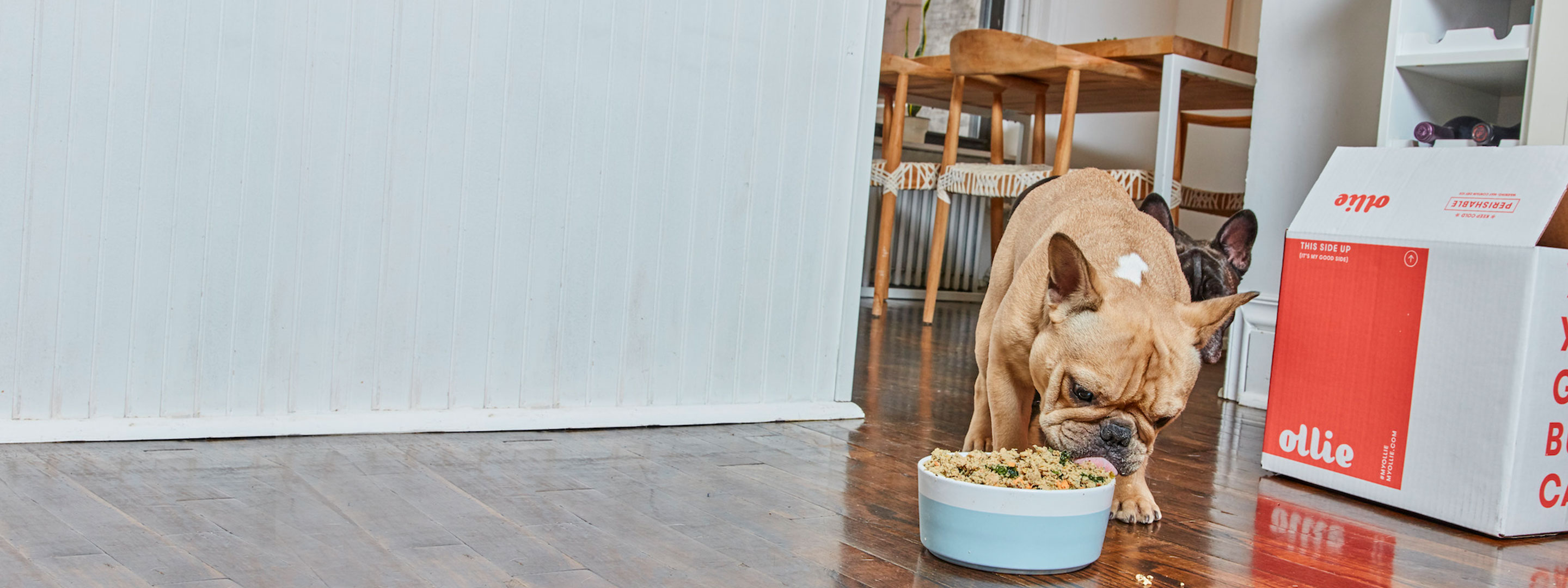 A dog eating a bowl of Ollie's fresh food.