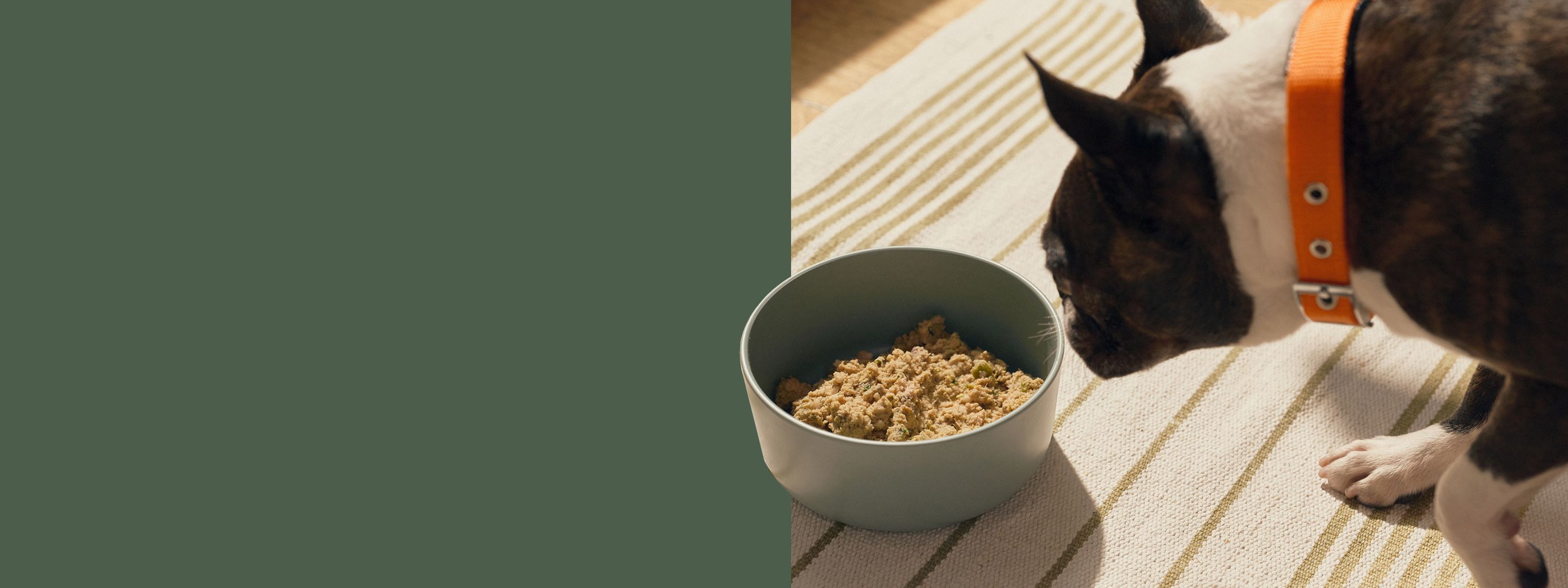 Dog eating a fresh bowl of Ollie