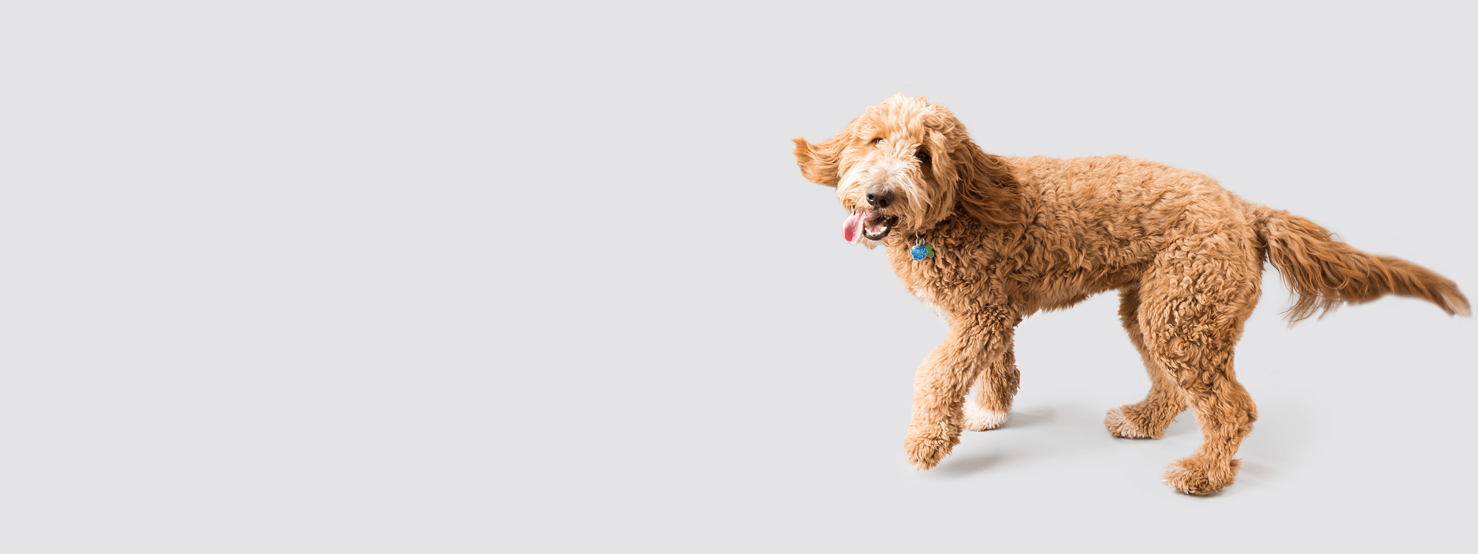 A happy goldendoodle looking up.