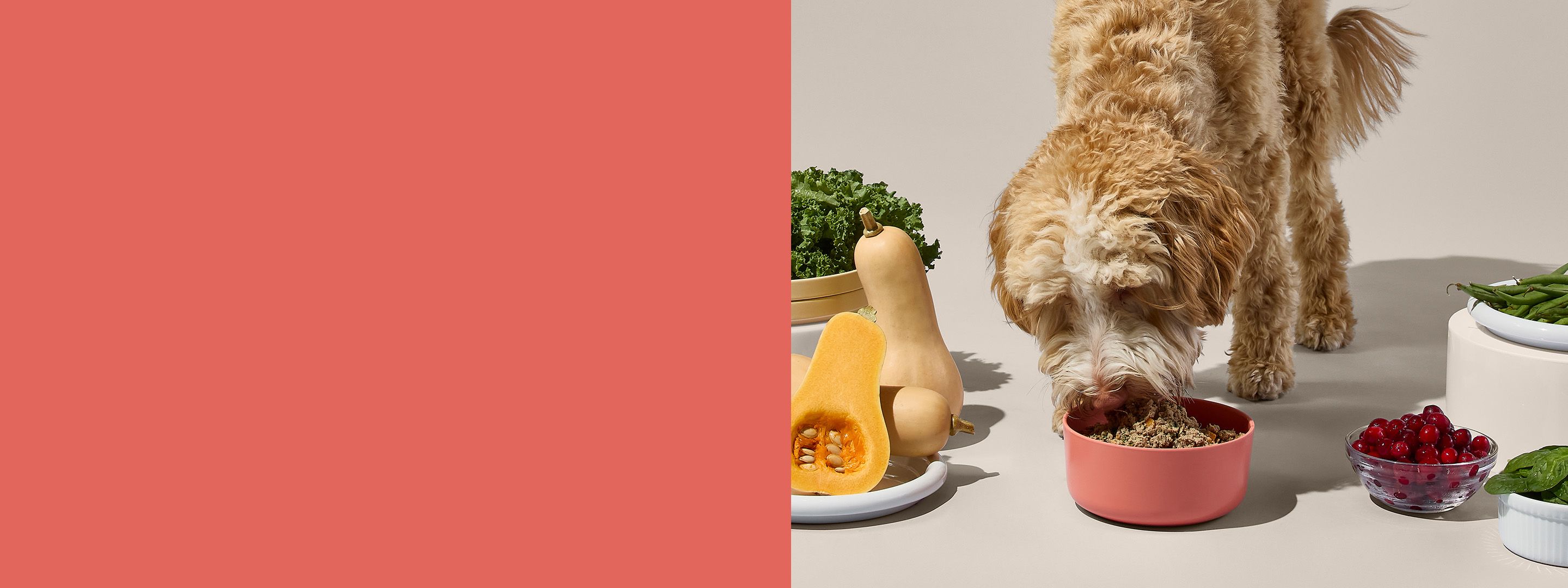A fluffy dog eats from a pink bowl surrounded by fresh vegetables and berries, including squash, cranberries, and green beans, on a light background.