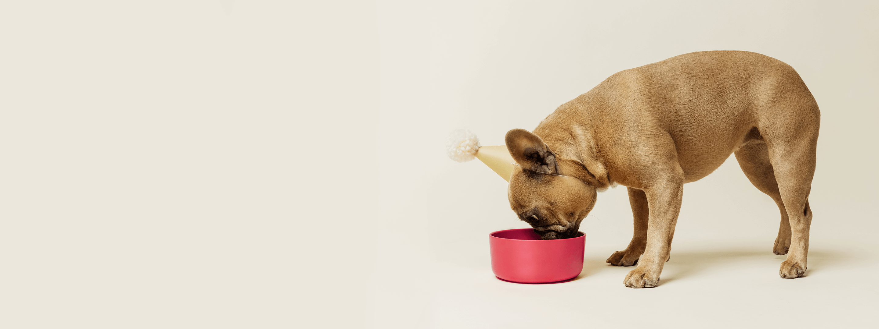 Two dogs with a bowl of ollie's fresh food in front of them