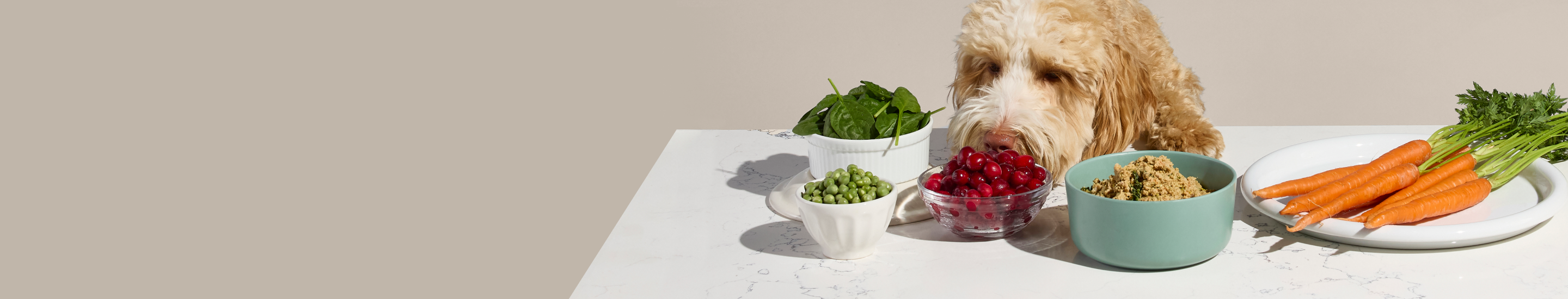 A fluffy dog sniffs a bowl of cranberries on a table with spinach, peas, quinoa, and carrots.