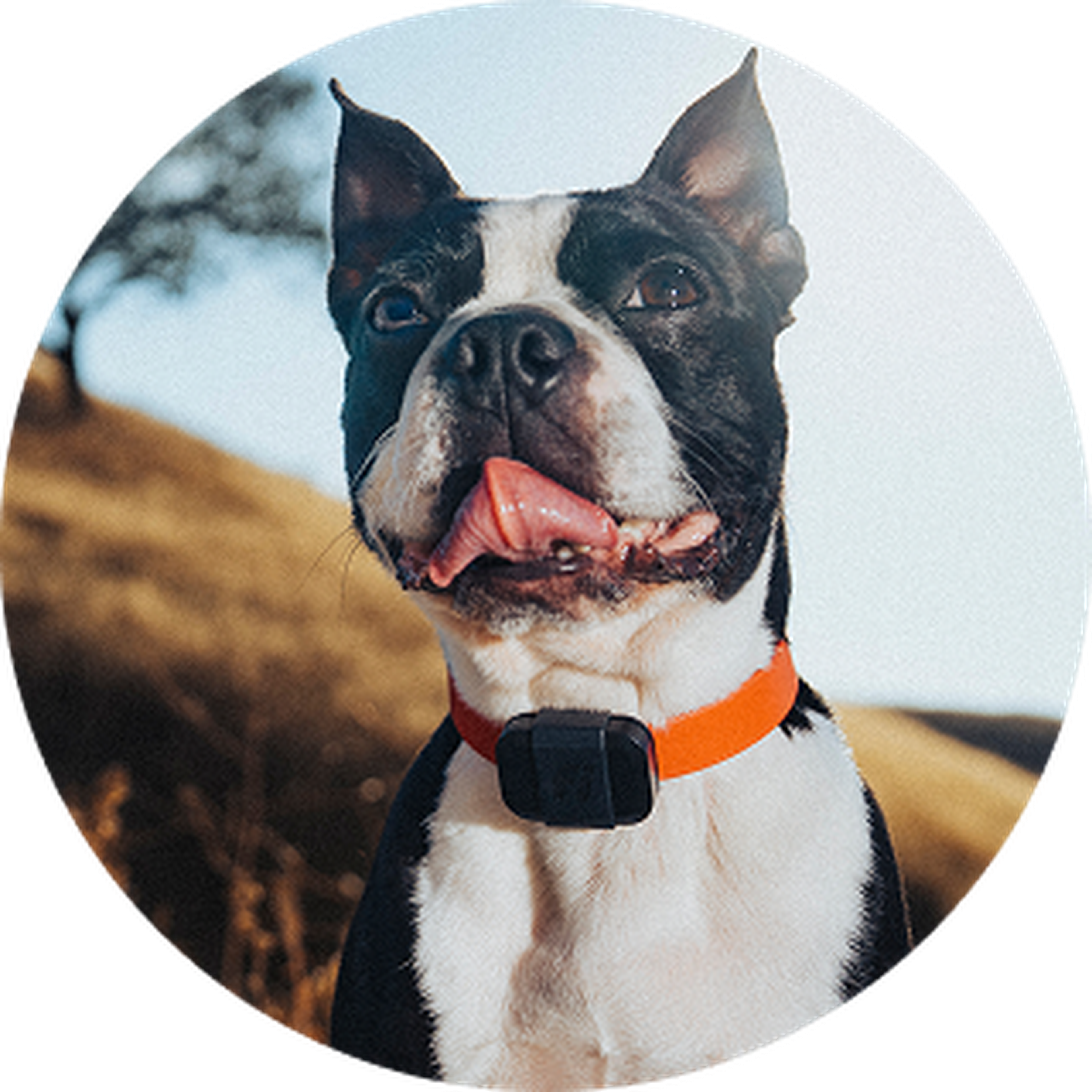 Boston Terrier with an orange collar with the Fi mini on it sticks out its tongue, standing outdoors on a sunny day with a blurred grassy hill in the background.