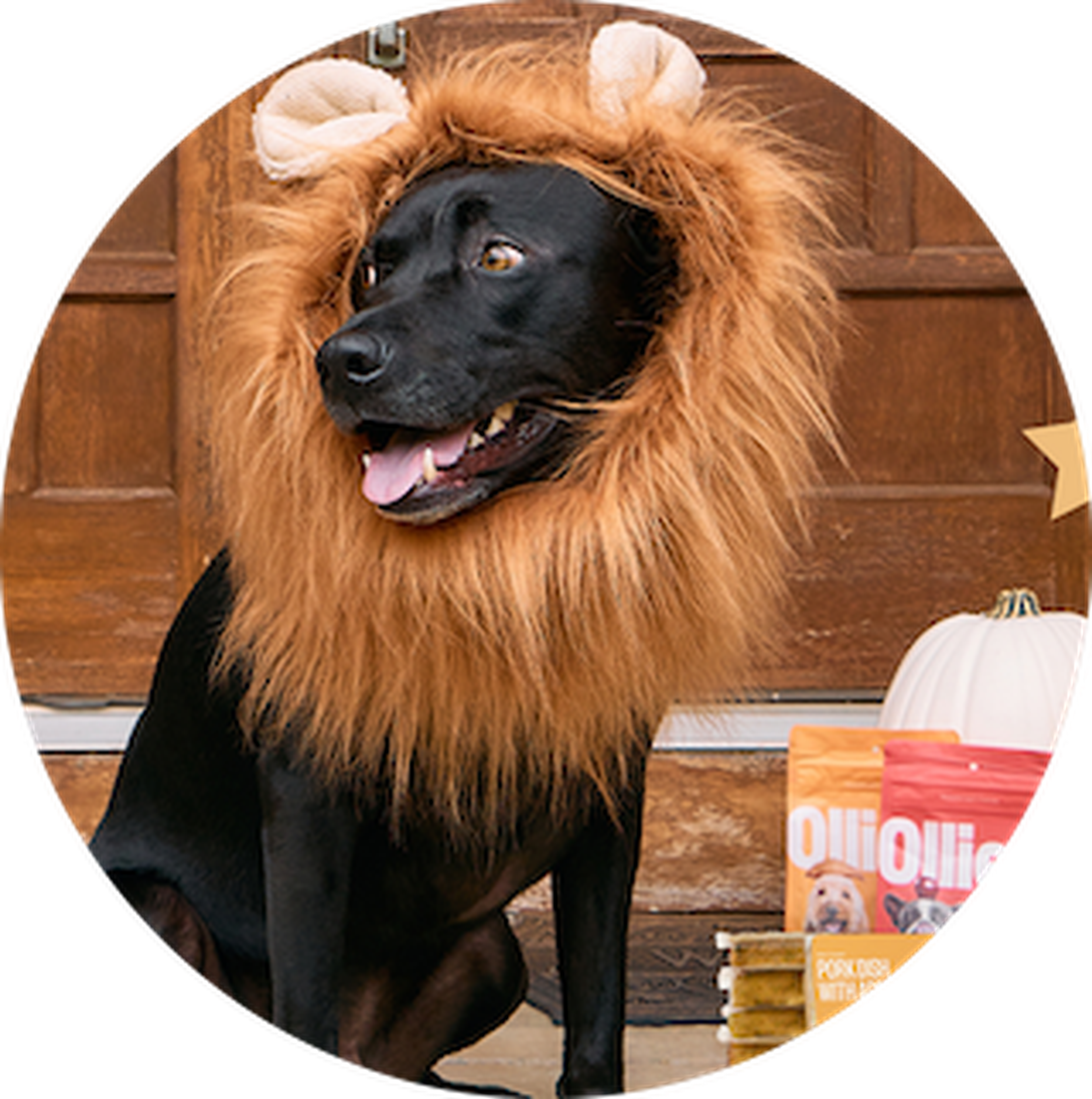 Black dog wearing a lion mane costume, sitting by a door with dog treat bags and a pumpkin nearby.