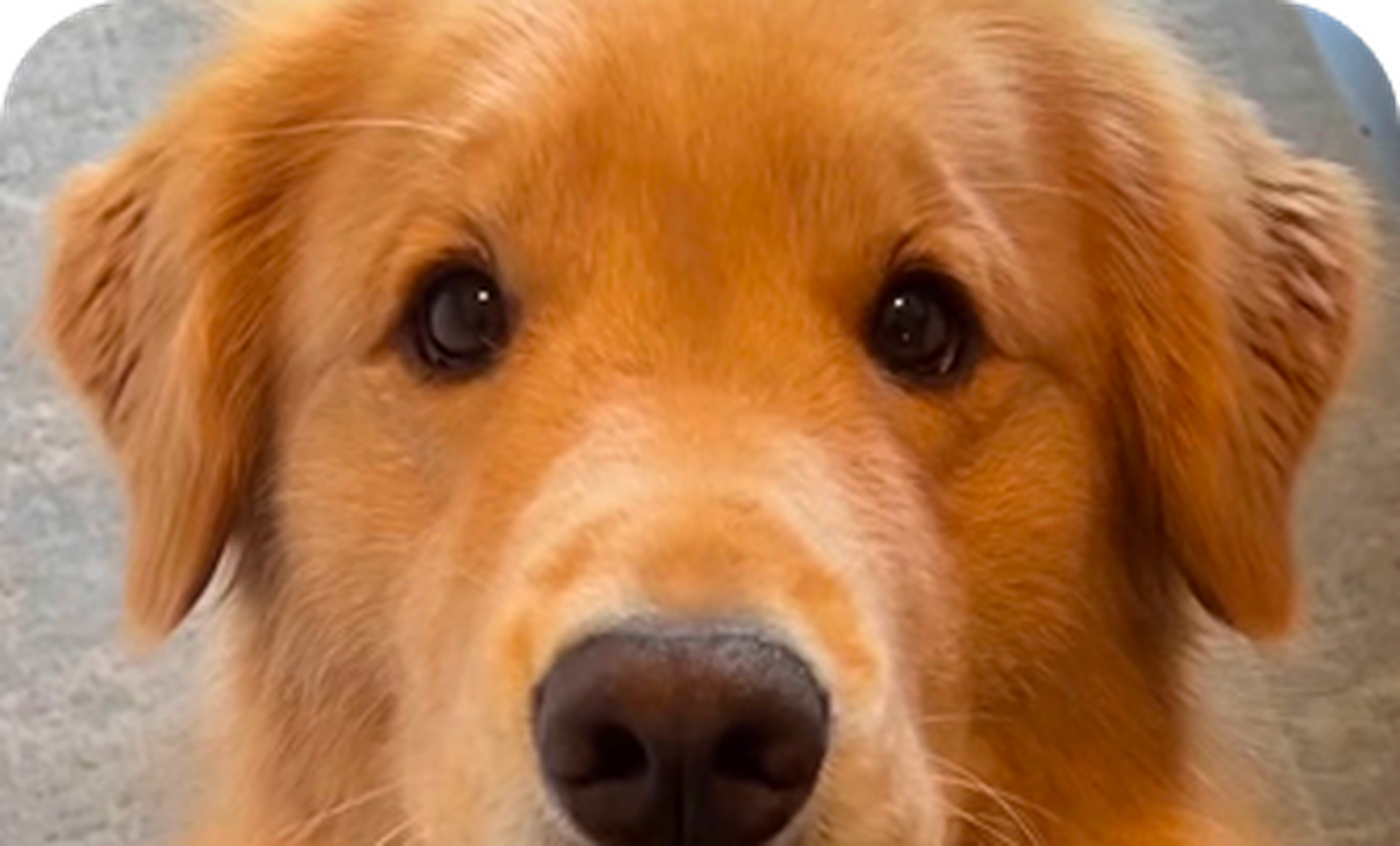 Close-up of a golden retriever's face with soft fur, gentle eyes, and a black nose, set against a blurred light background.