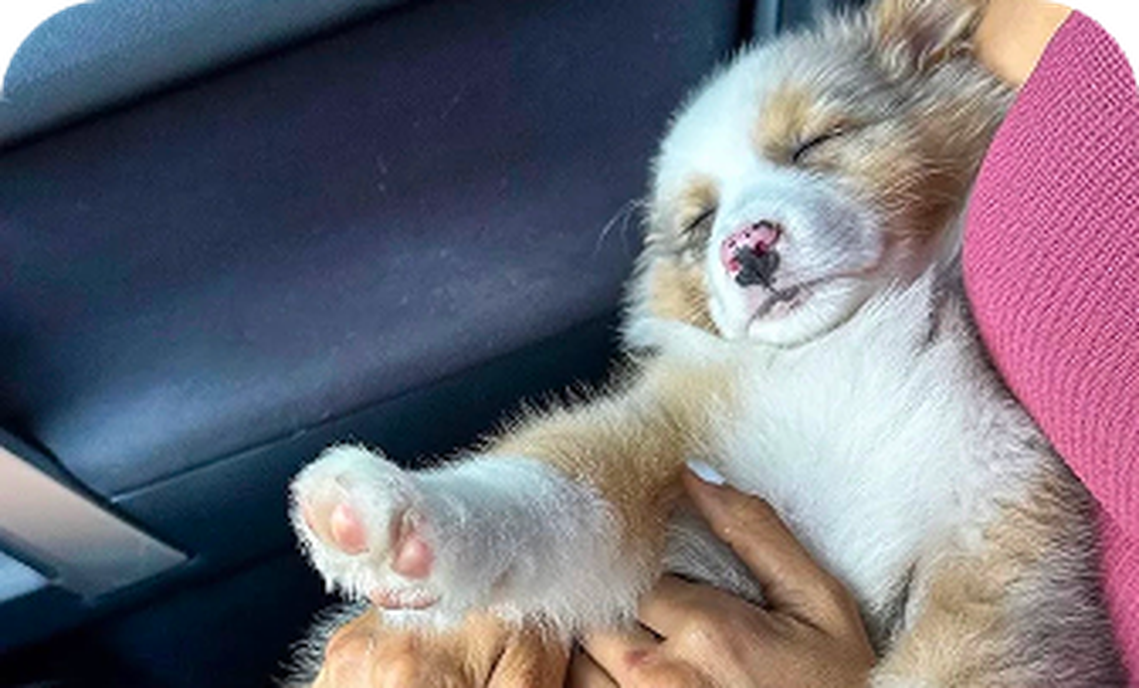 A fluffy puppy sleeping peacefully in someone's arms inside a car, showcasing its tiny paws and gentle expression.