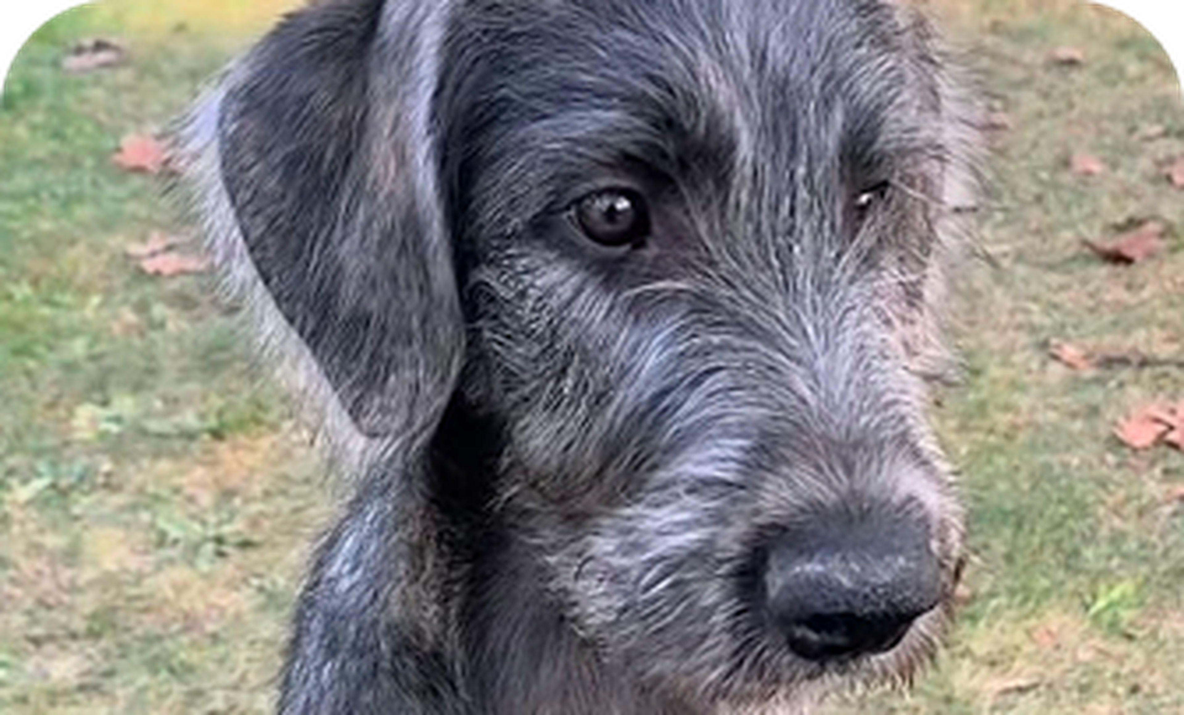 Gray, shaggy dog with soulful eyes stands on a grassy area with scattered autumn leaves.
