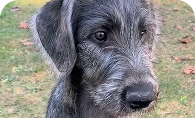 Mini Schnauzer looking at a fresh food bowl