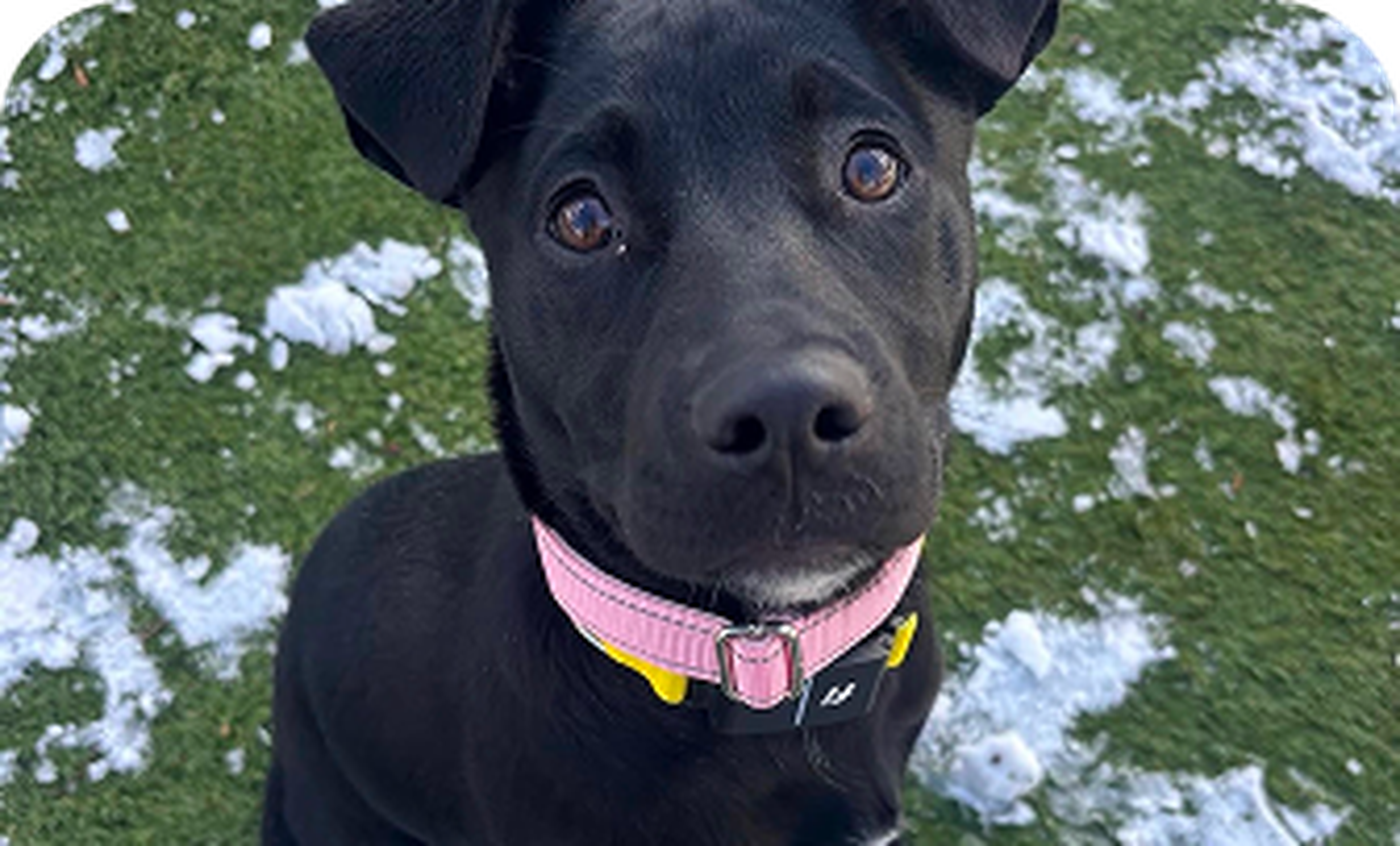 A black dog with a pink collar sits on a patchy snow-covered lawn, looking up with curious eyes.