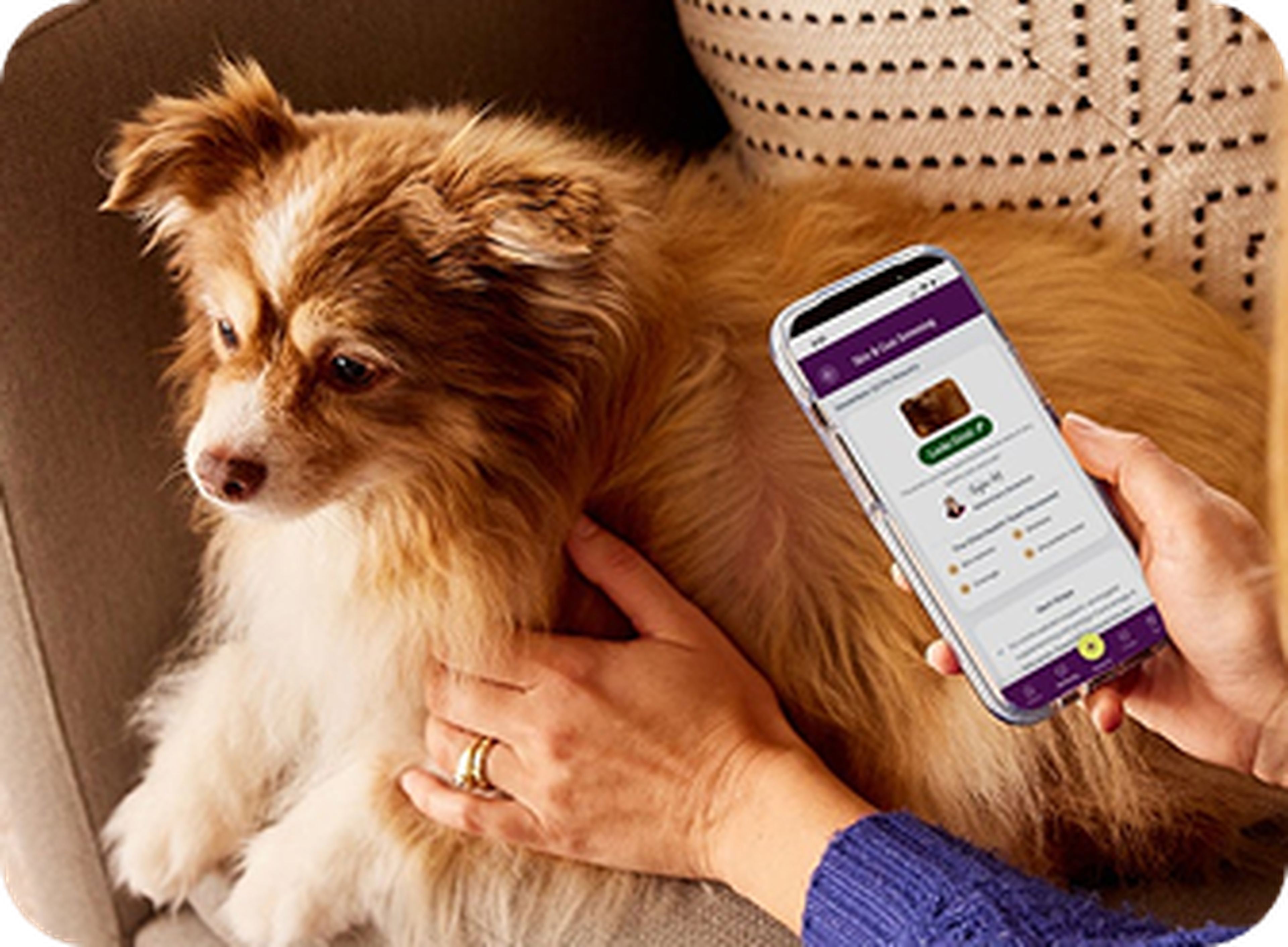 Person holding a phone with a pet app beside a fluffy dog on a couch.