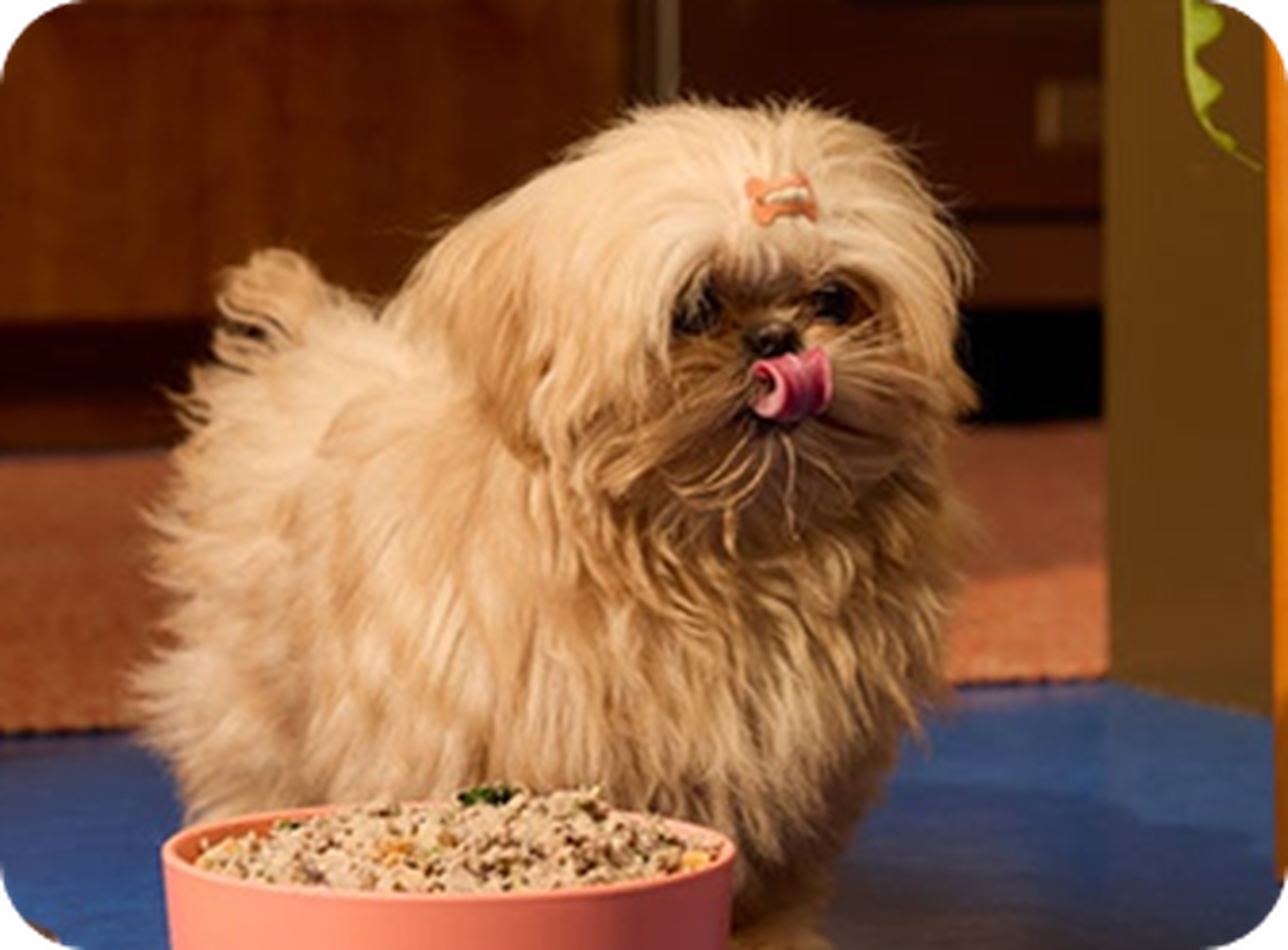 Fluffy dog with a topknot licking its nose while standing near a pink bowl filled with food, on a blue floor.
