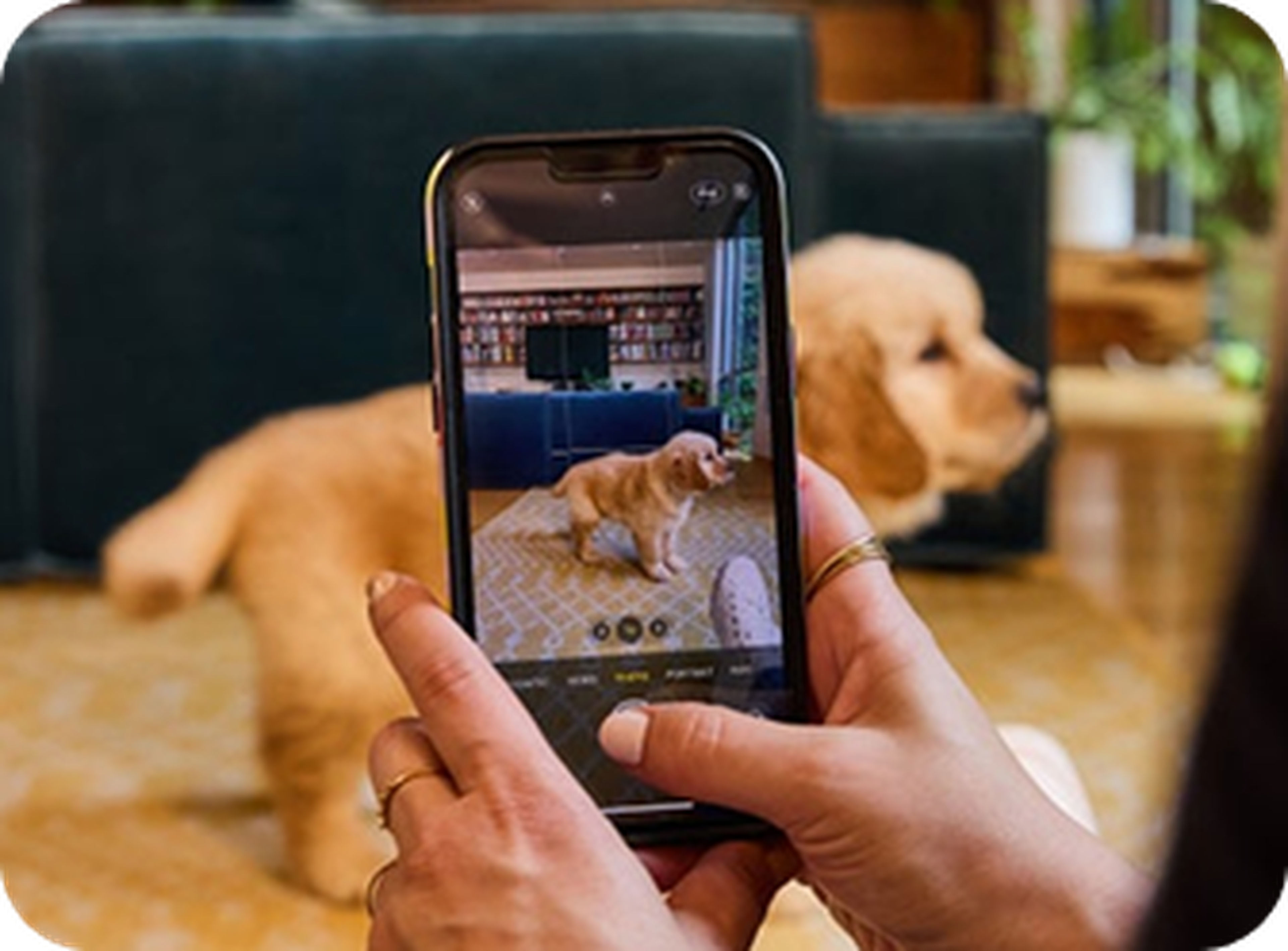 A person takes a photo of a golden retriever with a smartphone, showing the screen capturing the dog indoors.