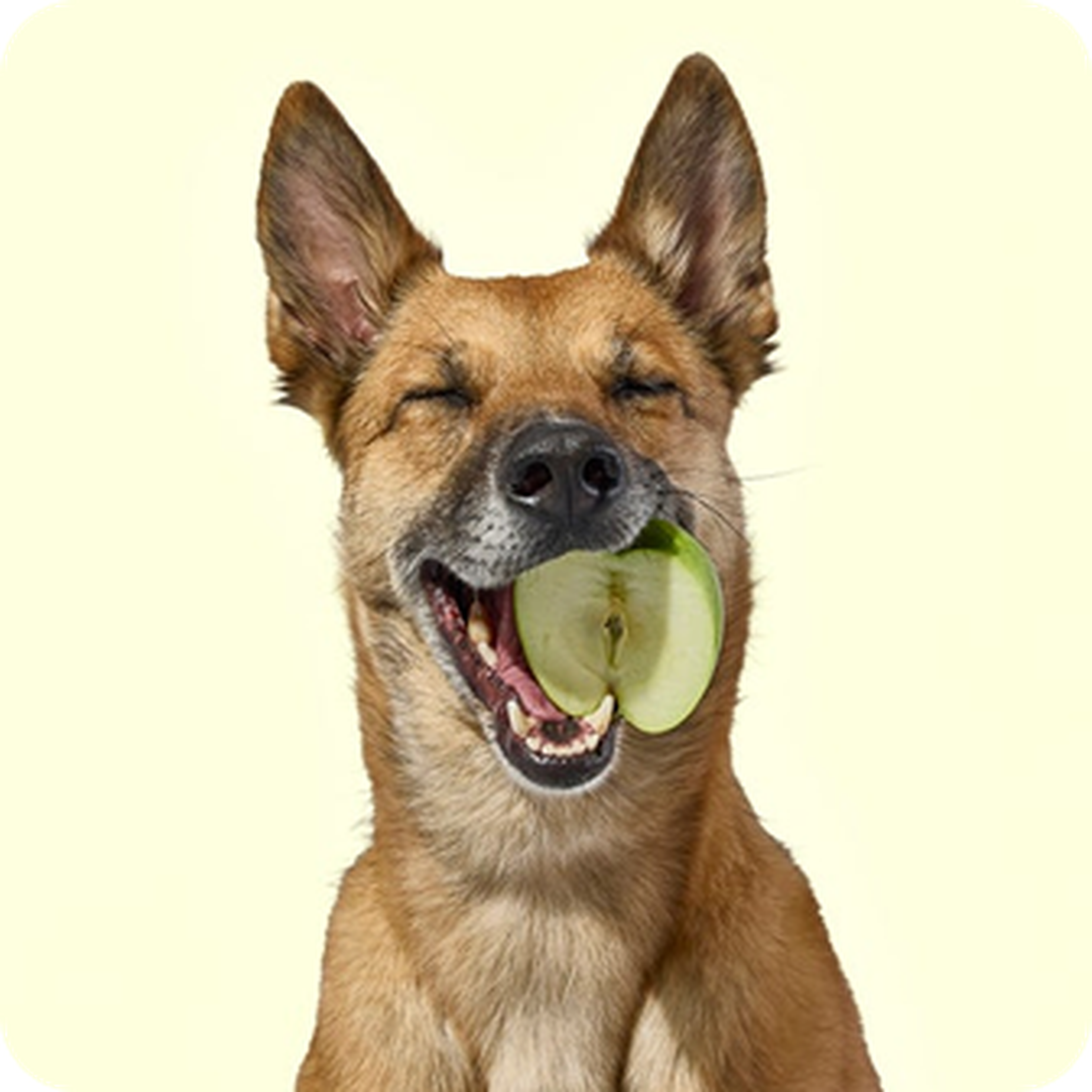 A happy dog with closed eyes holds a slice of green apple in its mouth against a light background.