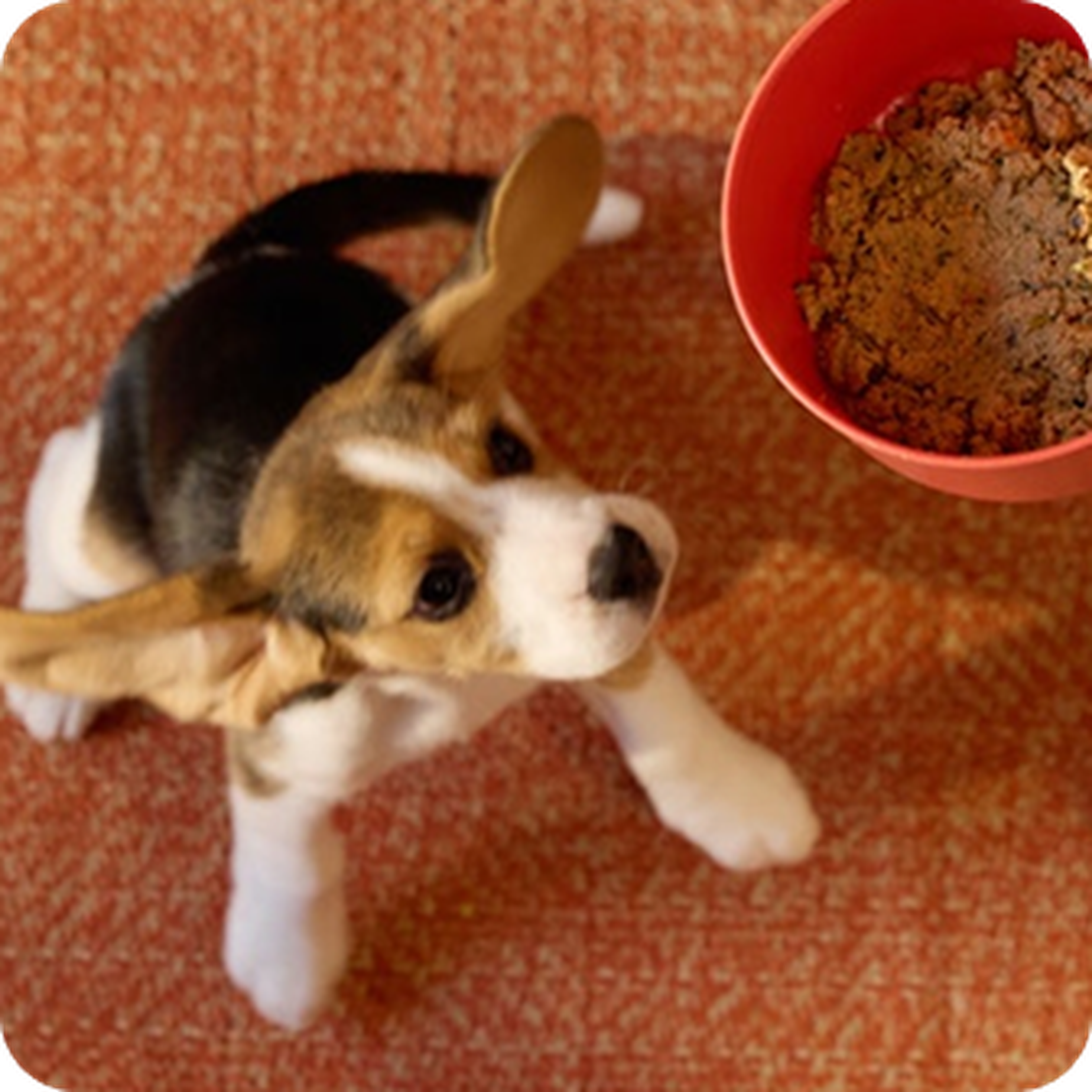Beagle puppy looking up beside a red bowl of dog food on a textured orange carpet.