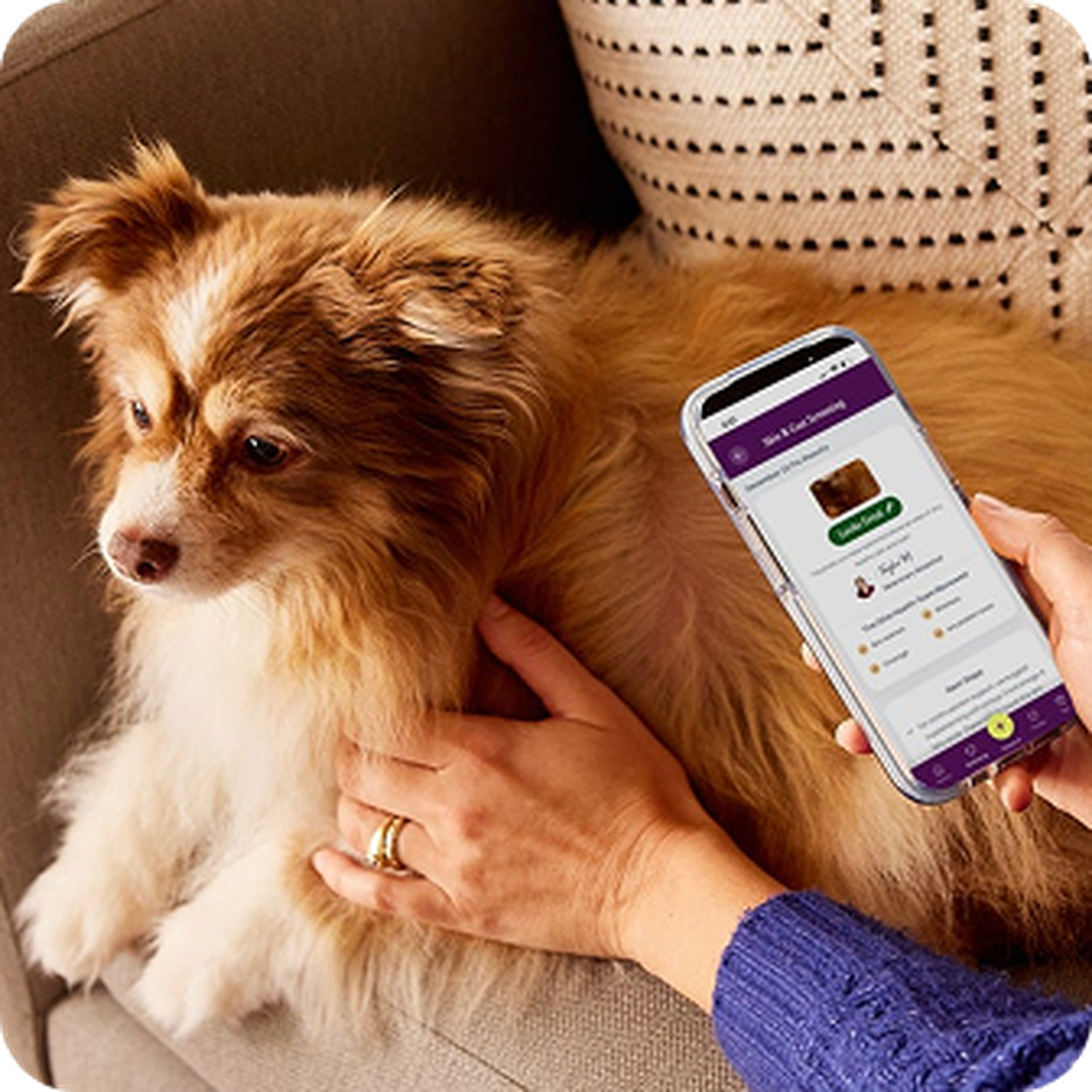 A person holds a phone displaying a pet profile next to a fluffy brown and white dog sitting on a couch.