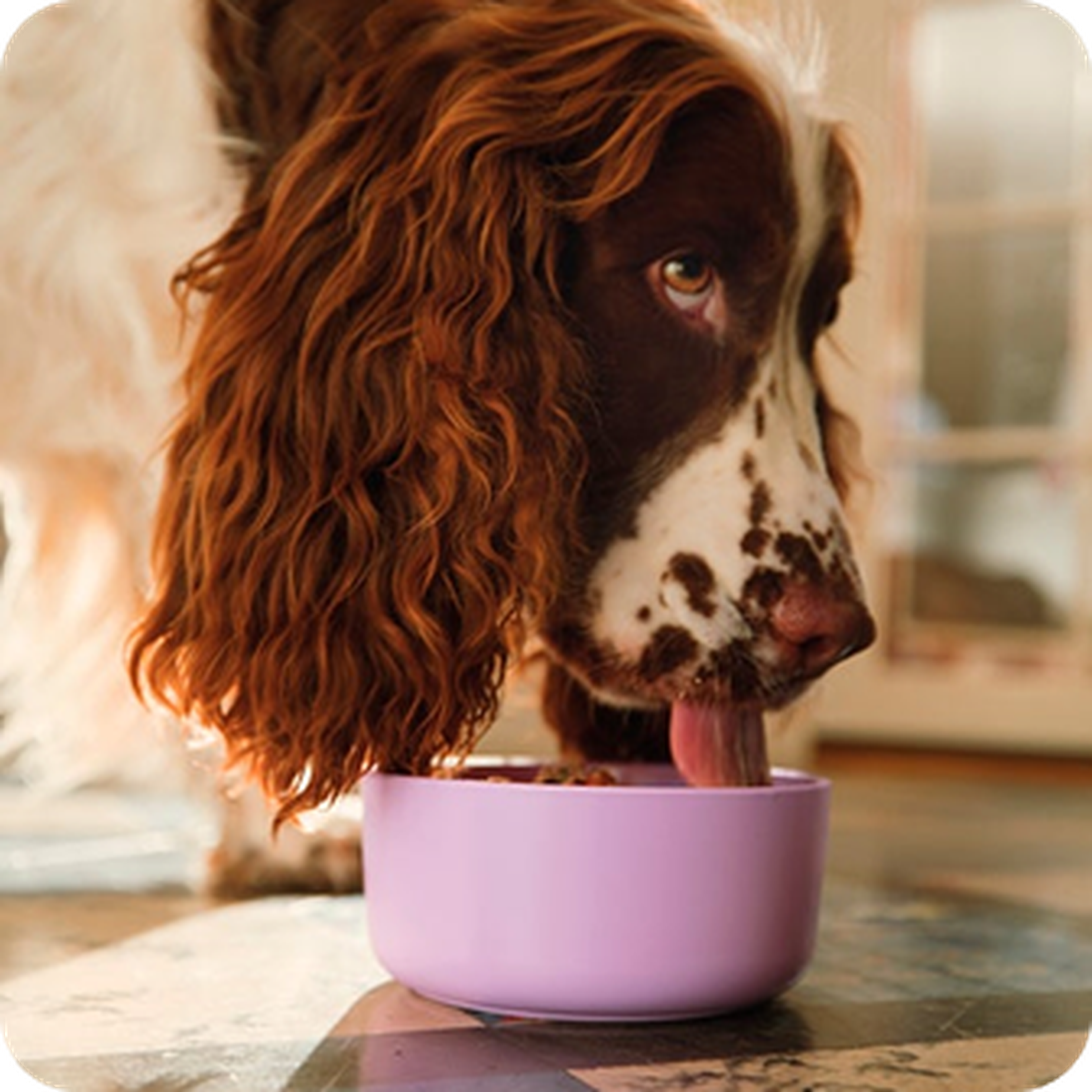 Brown and white dog with long ears eating from a purple bowl on a patterned floor.