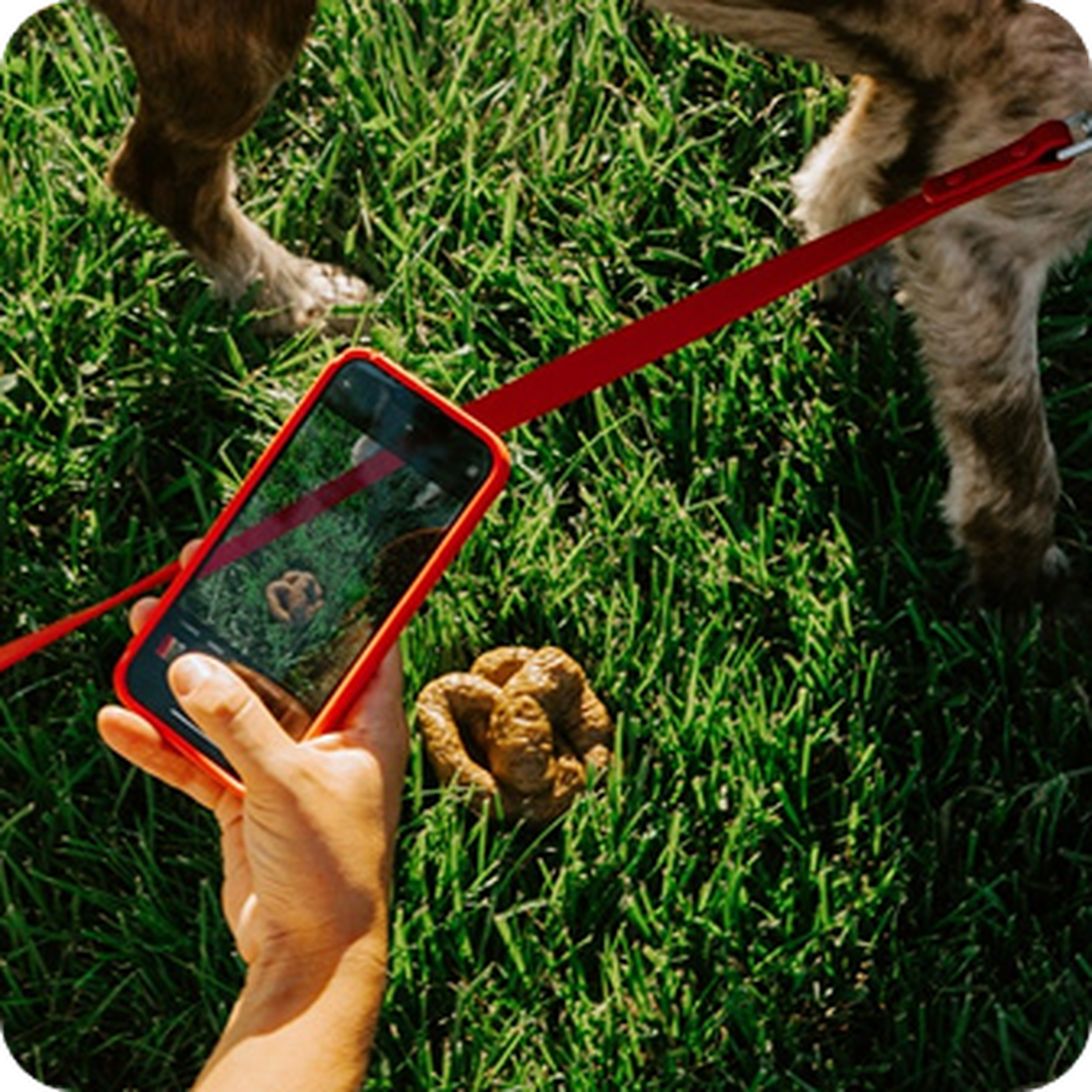 Person taking a photo of dog poop on grass with a red phone, while holding the dog's red leash.