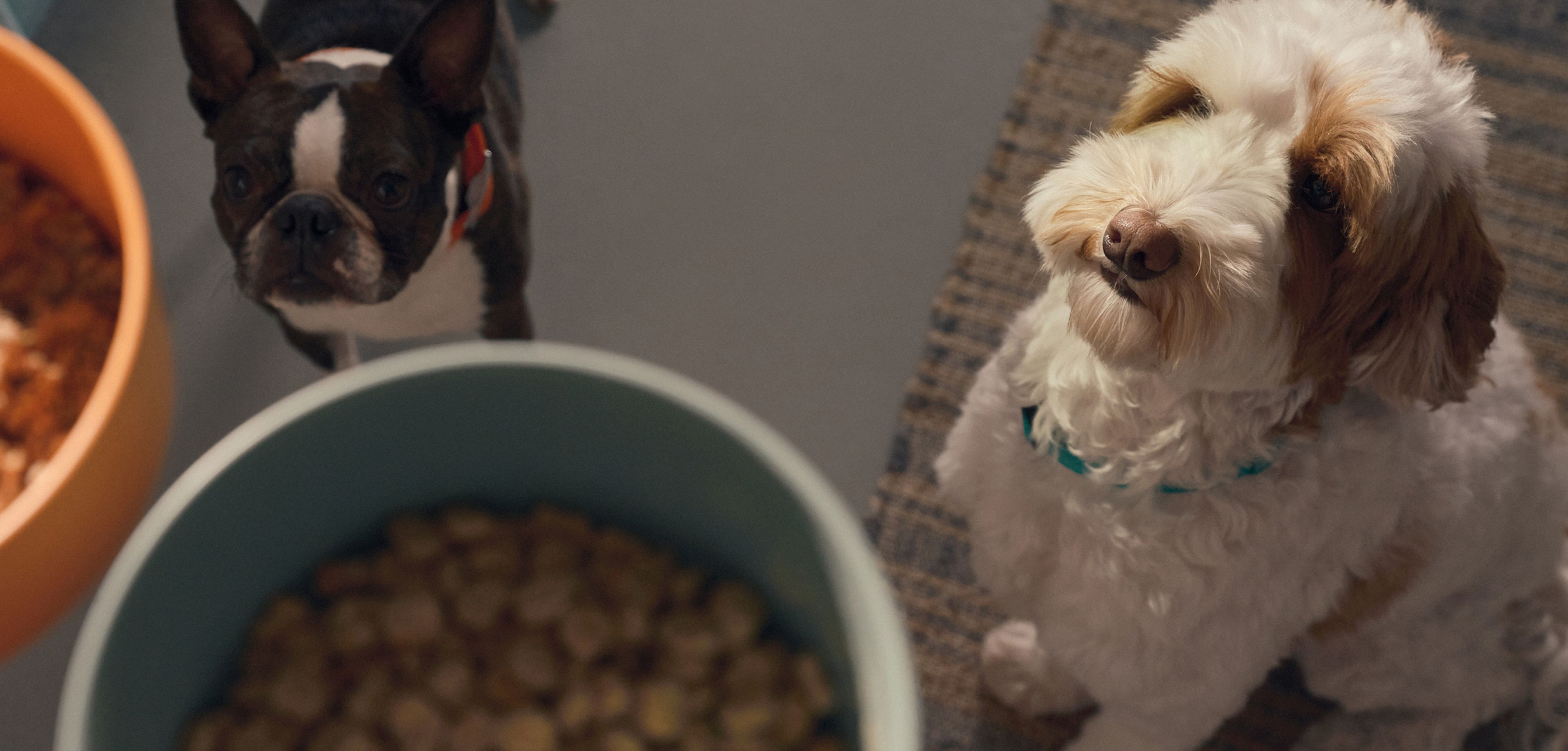 Image of dogs anxiously awaiting their food