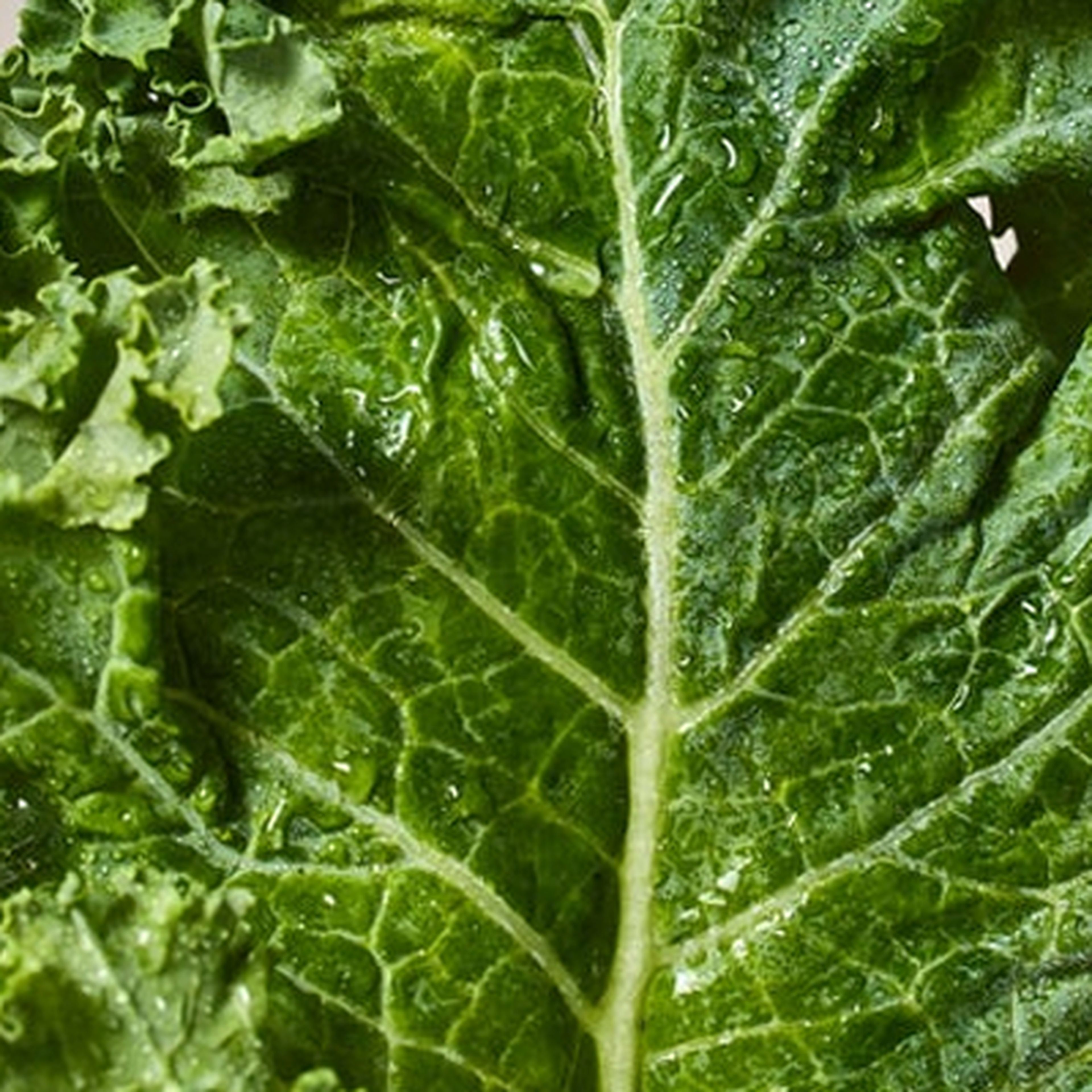 close up image of kale