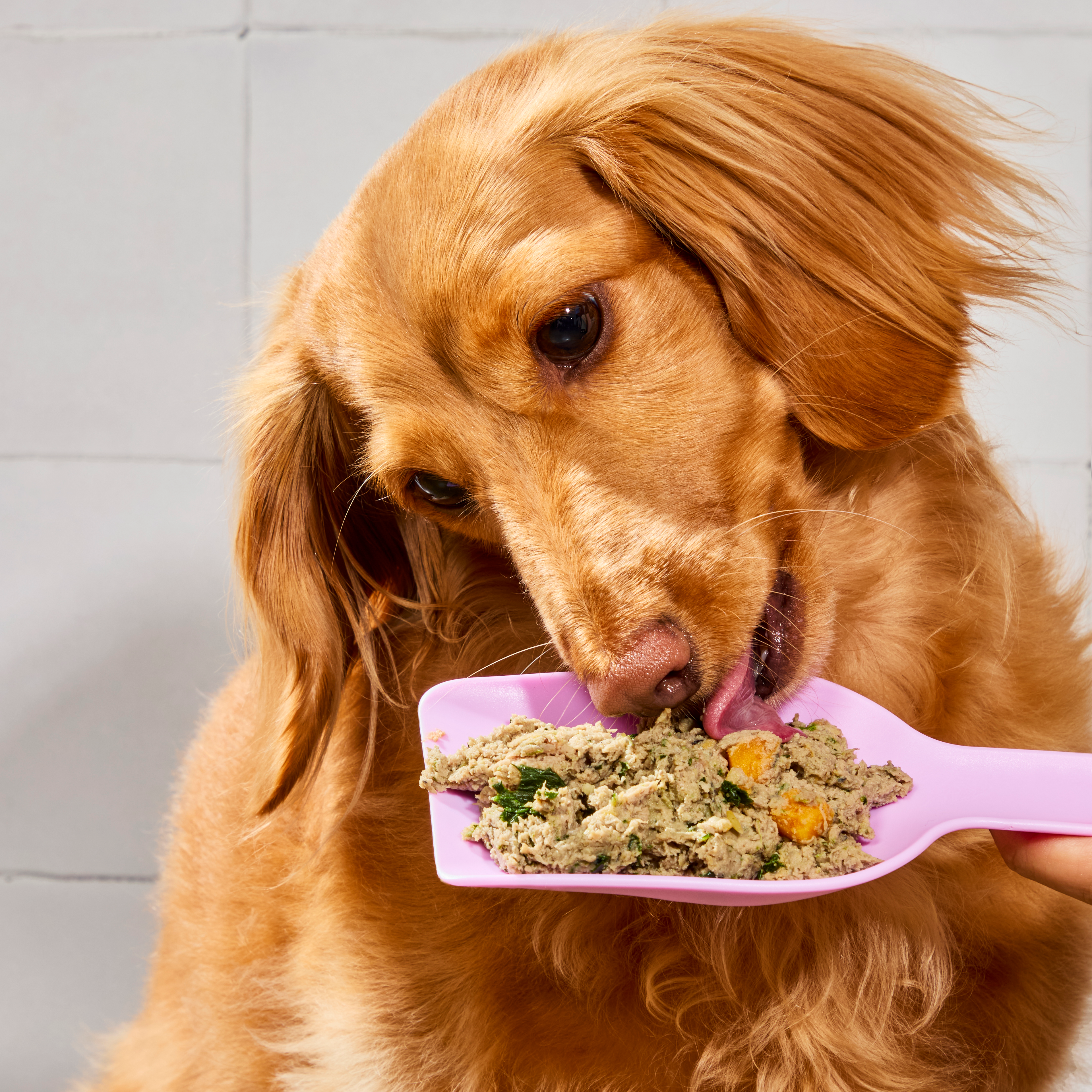 dog licking ollie fresh food off of scoop
