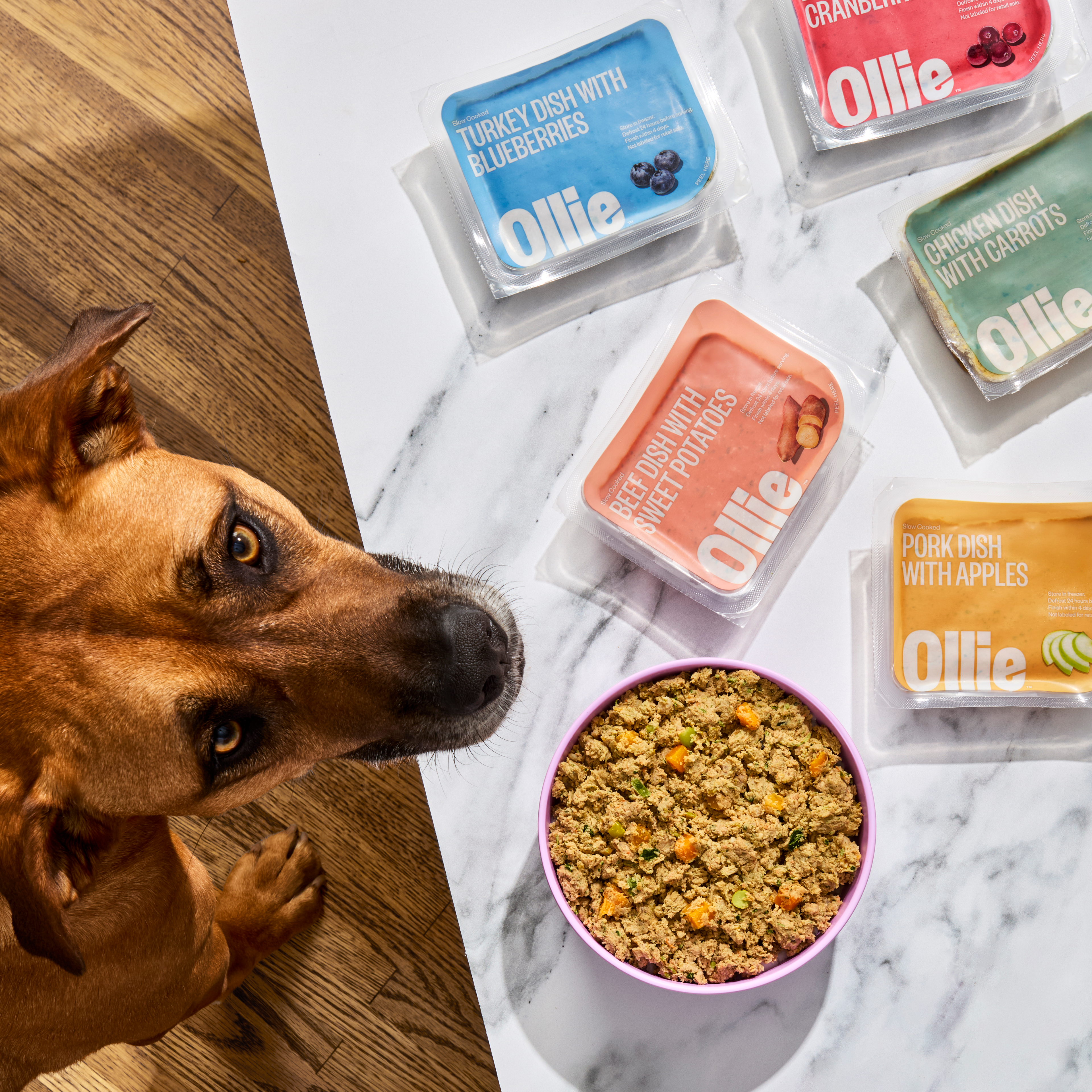dog with bowl of ollie fresh food and 5 fresh packs of food from sampler