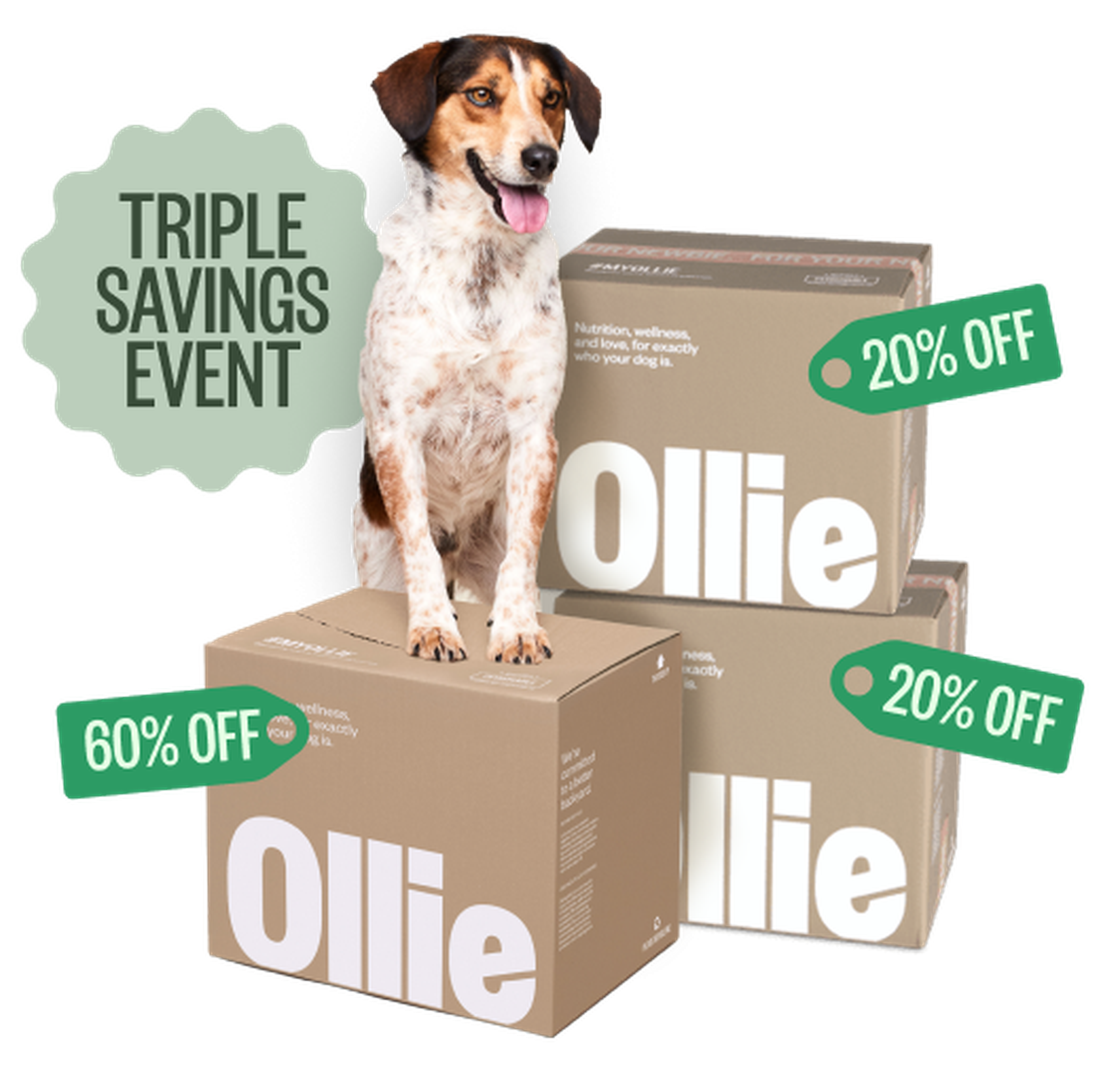 Dog with 3 boxes showing our triple savings event
