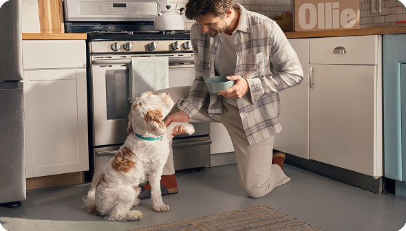 Man kneeling in kitchen feeding a white and brown dog a treat from a bowl. The dog sits attentively, lifting one paw.