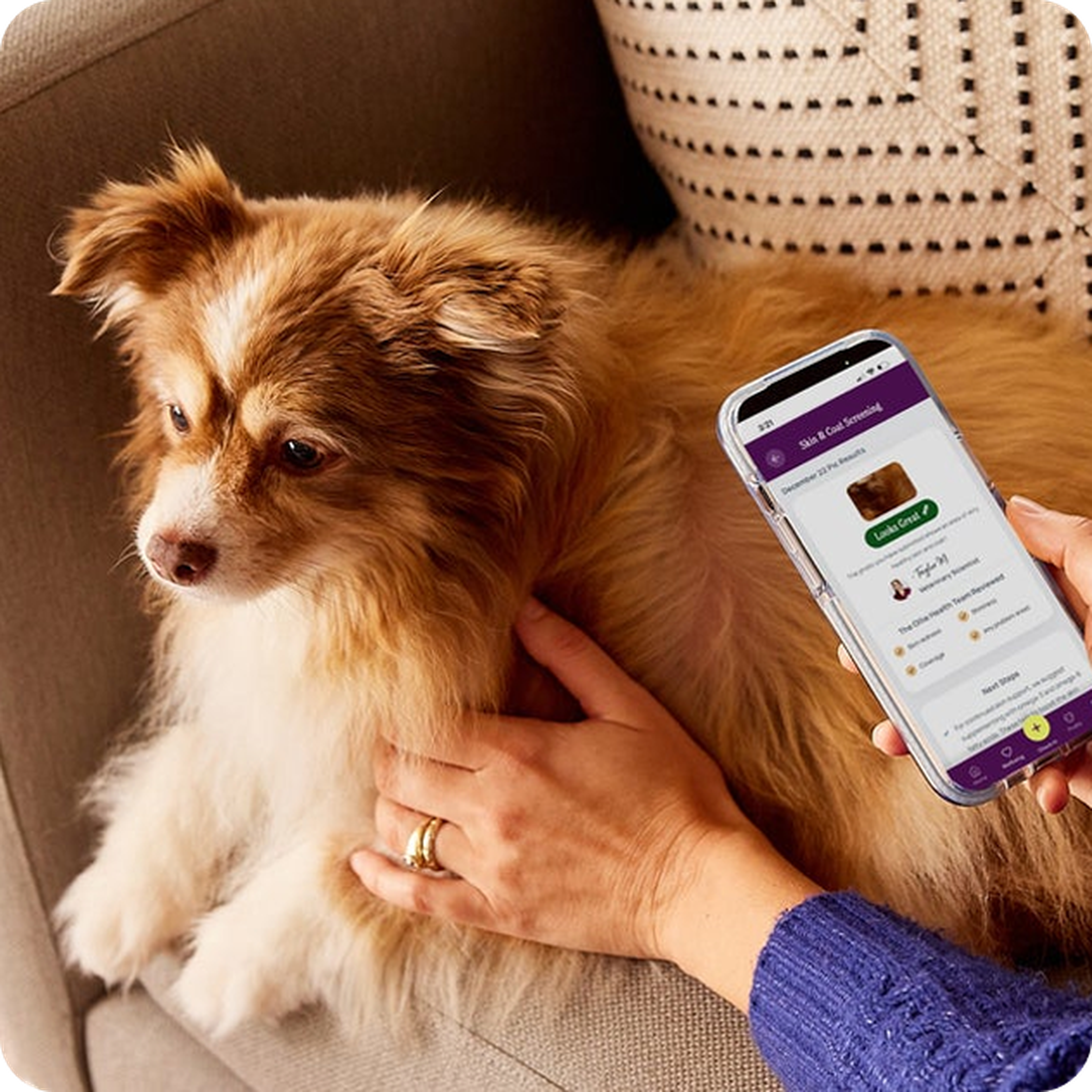 Person holding a smartphone next to a fluffy dog on a couch. The phone displays a pet-related app.