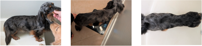 Long-haired dachshund being petted, standing on a scale, and viewed from above in a bathroom setting.