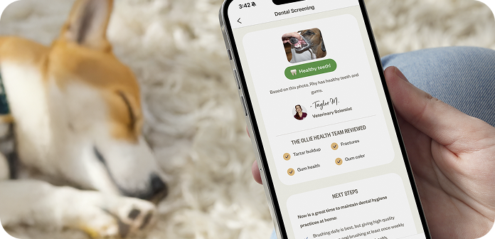 Person holding a smartphone displaying a dental screening app for pets, with a dog sleeping on a fluffy rug in the background.