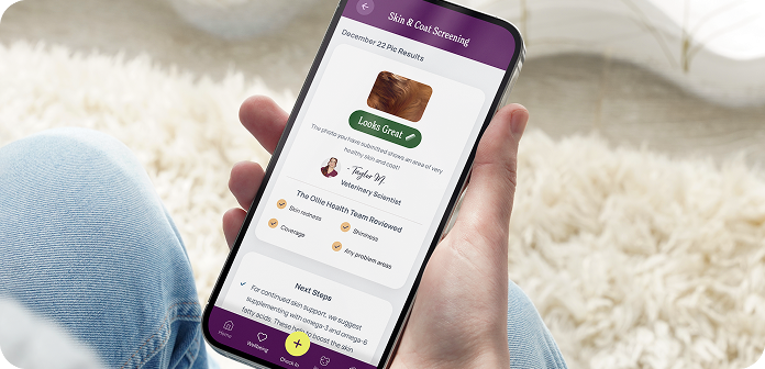 Person holding smartphone displaying a skin and cat screening app with a diagnosis result and next steps.