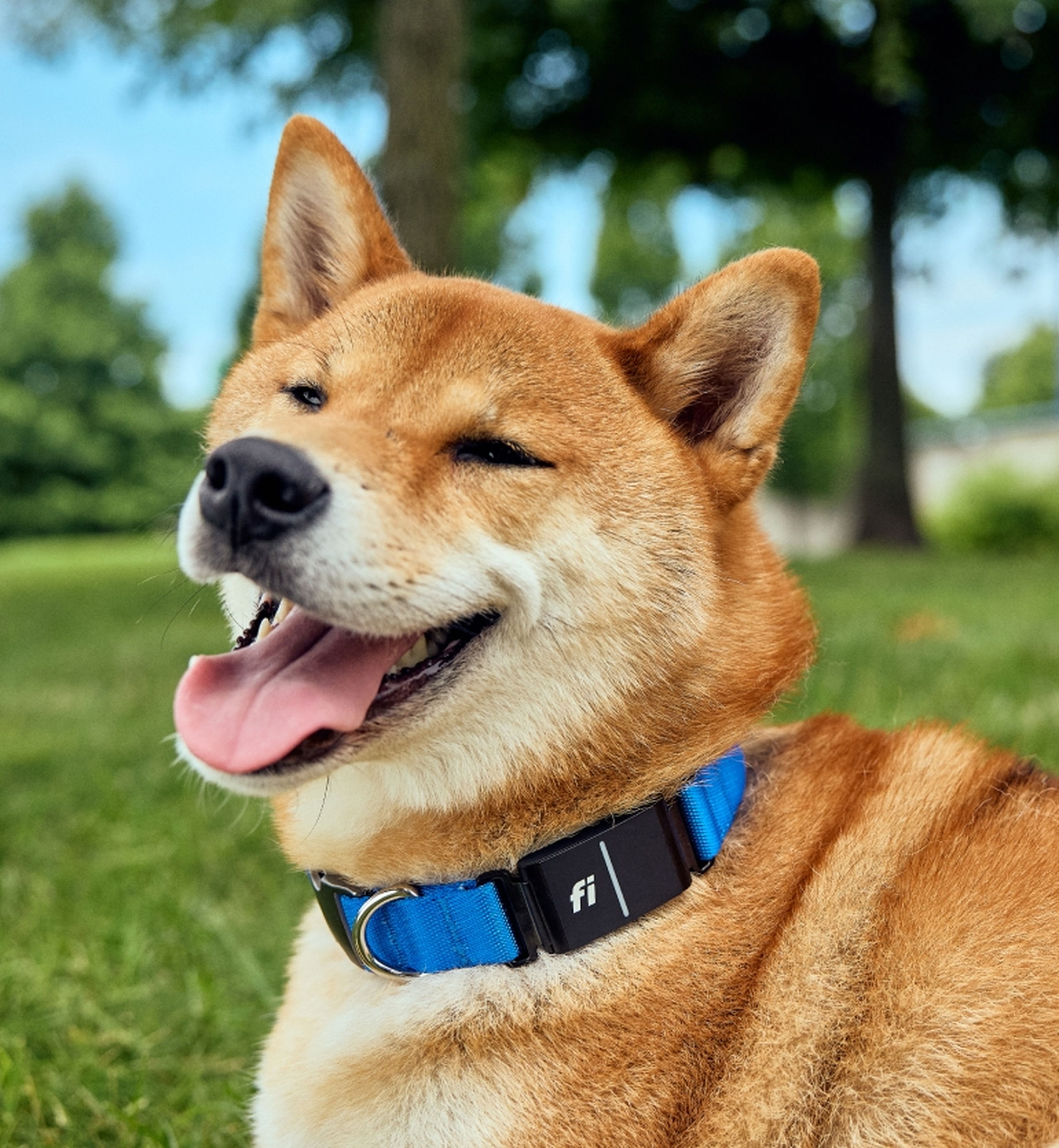 A happy Shiba Inu with a blue collar rests on grass in a park, tongue out, with trees in the background.