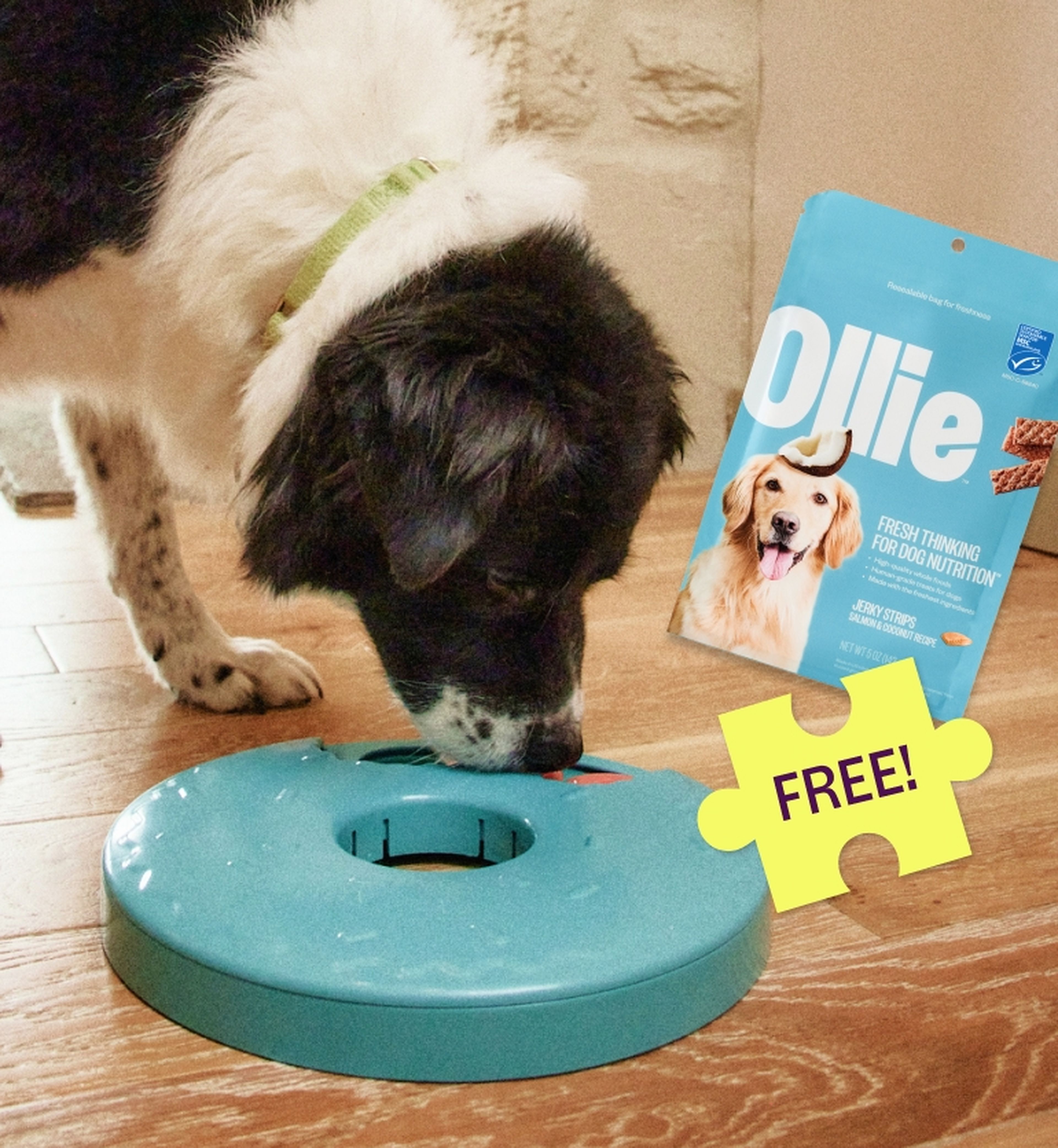 Dog with black and white fur interacts with a blue puzzle feeder on a wooden floor, next to a bag of Ollie dog treats labeled "FREE!"