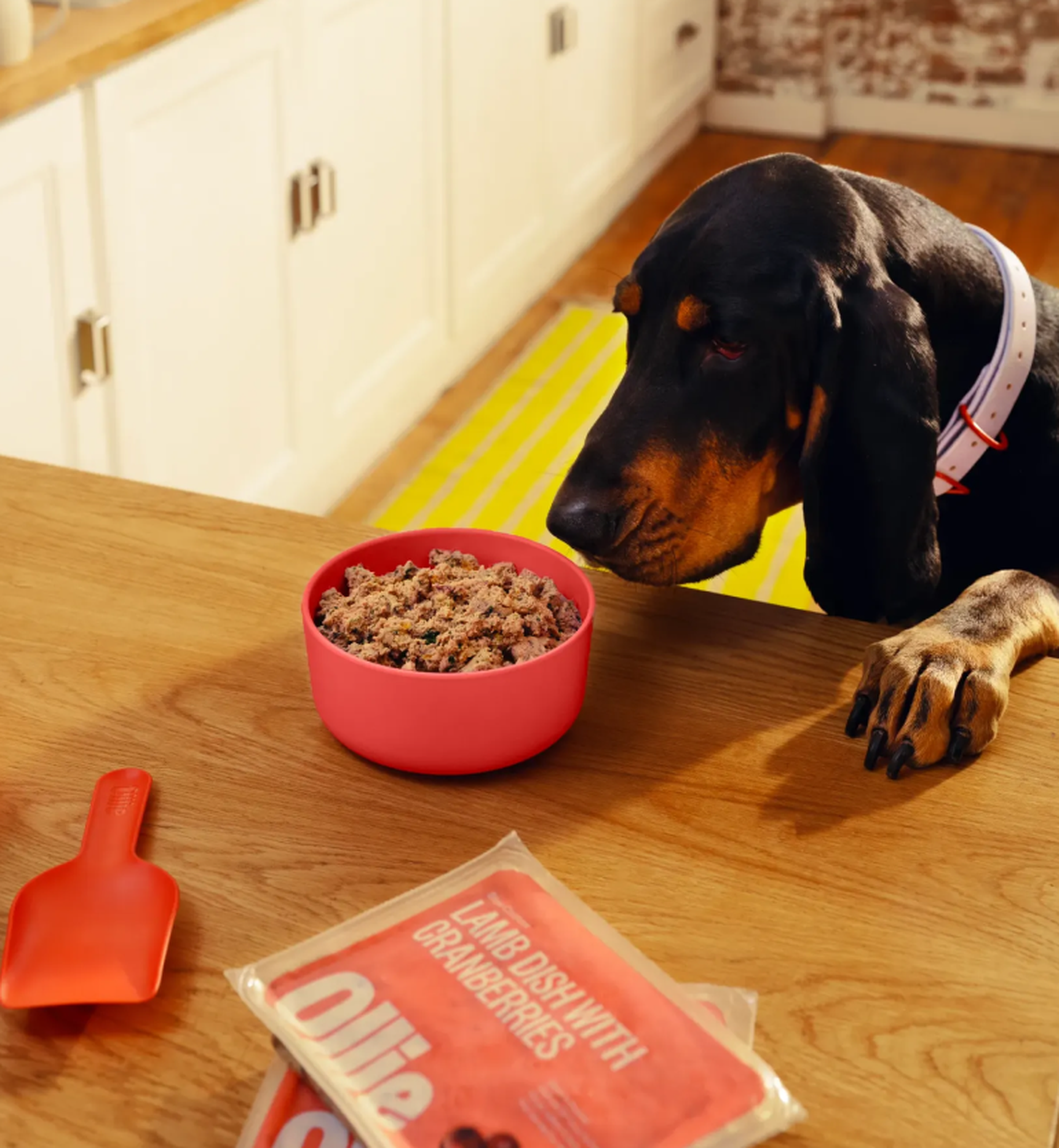 A dog wearing a collar peers at a bowl of lamb dish with cranberries on a wooden table, alongside a red scoop and food packaging.