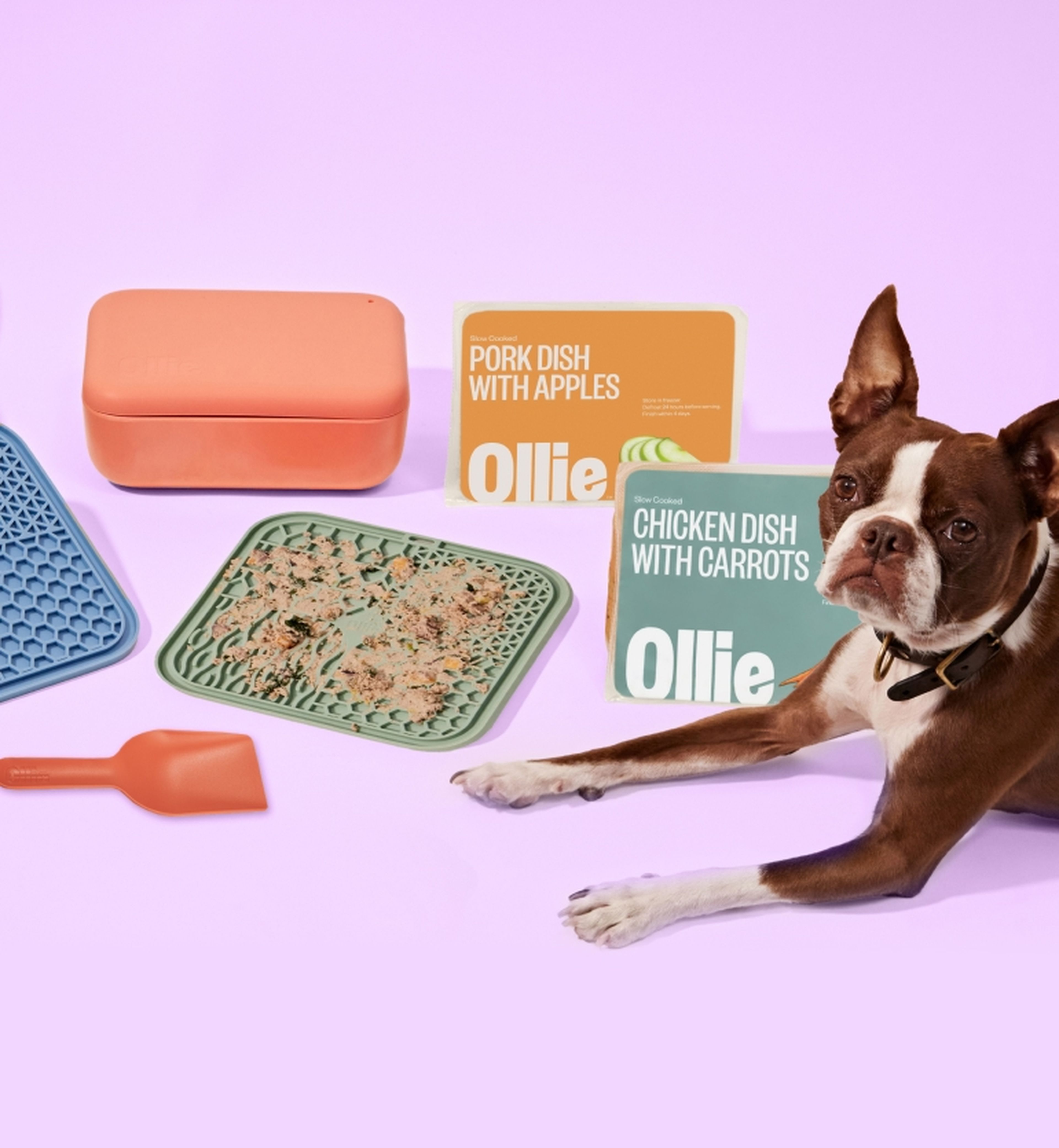 Dog with Ollie pet food packages and accessories on a purple background. Items include blue and green trays, a scoop, and orange container.